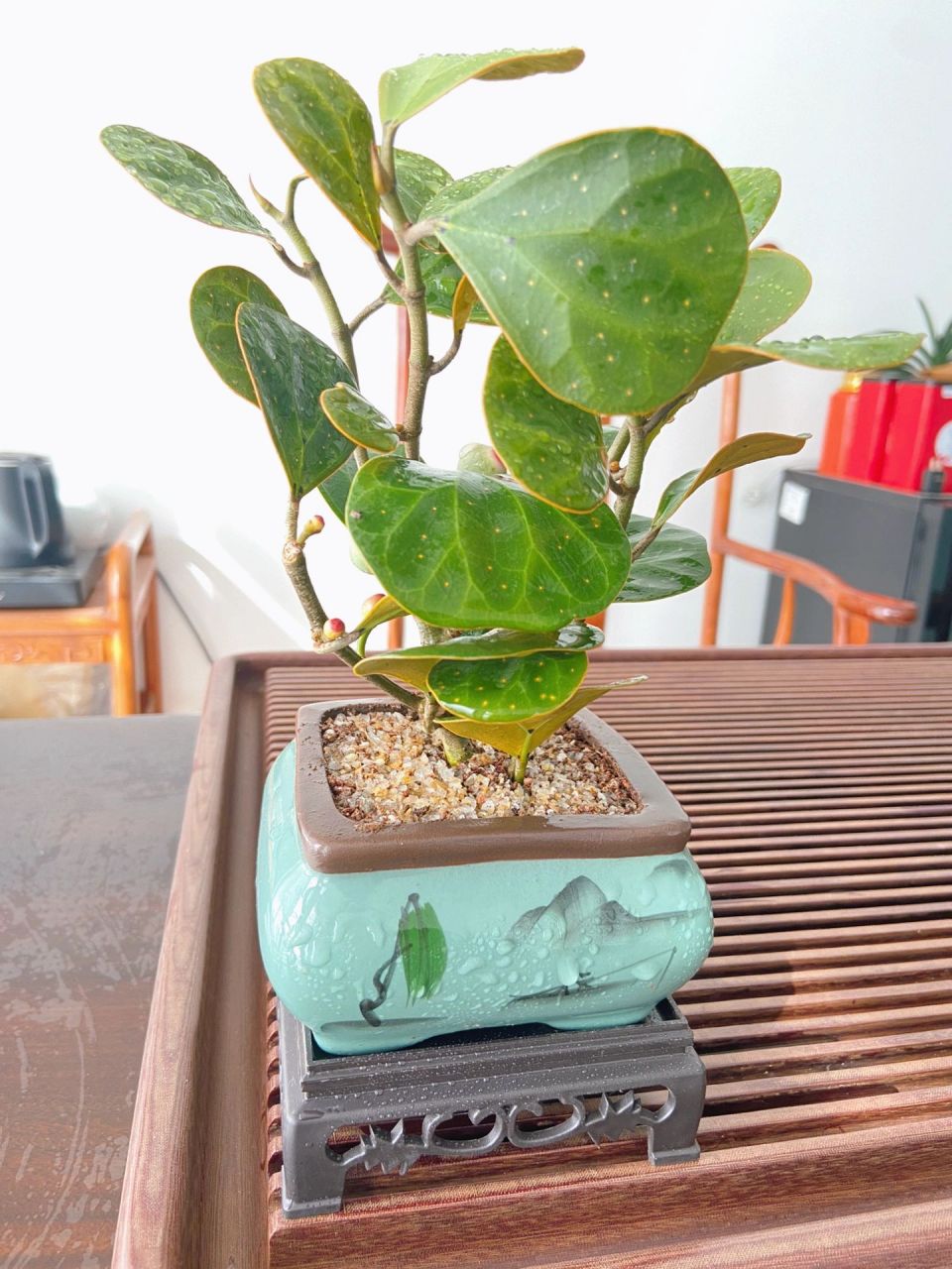 小叶菩提 懒人好养植物～ 一花一世界  一叶一菩提 最近新买的茶室