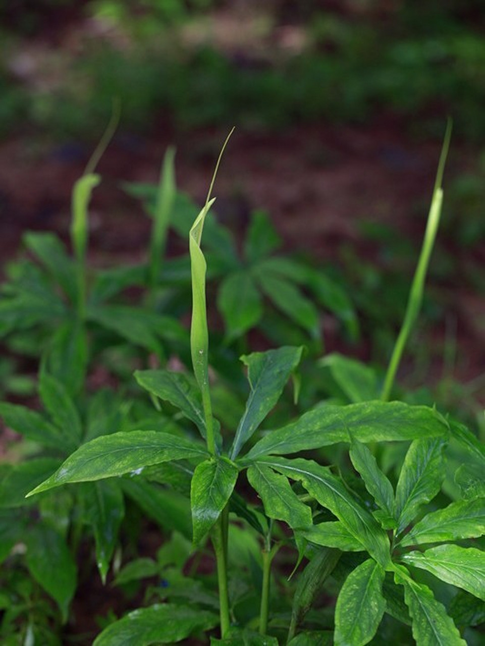 為天南星科植物半夏pinellia ternata( thunb.) breit.的乾燥塊莖.