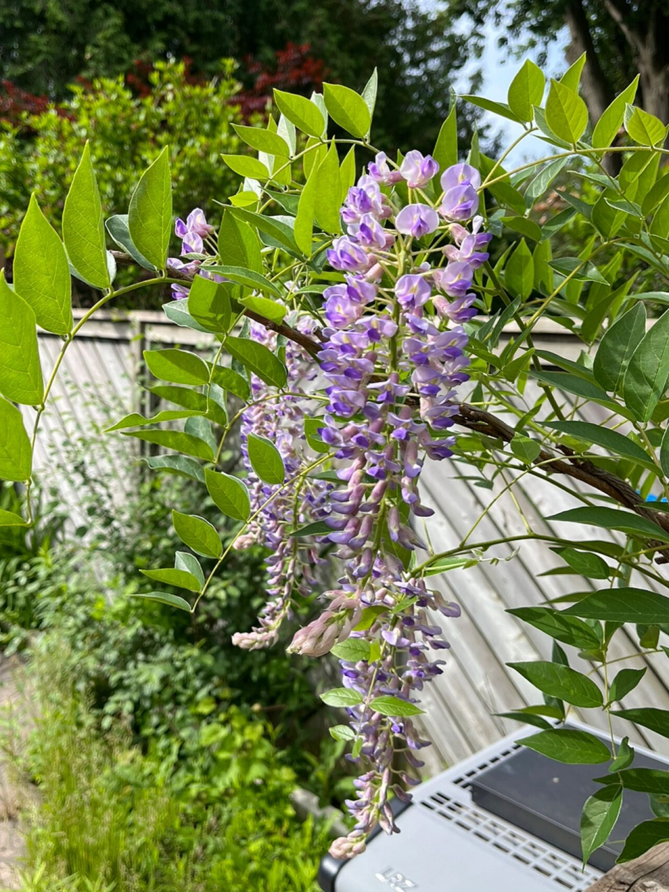 紫藤-蓝月 wisteria blue moon 紫藤wisteria 在9896苗圃很常见