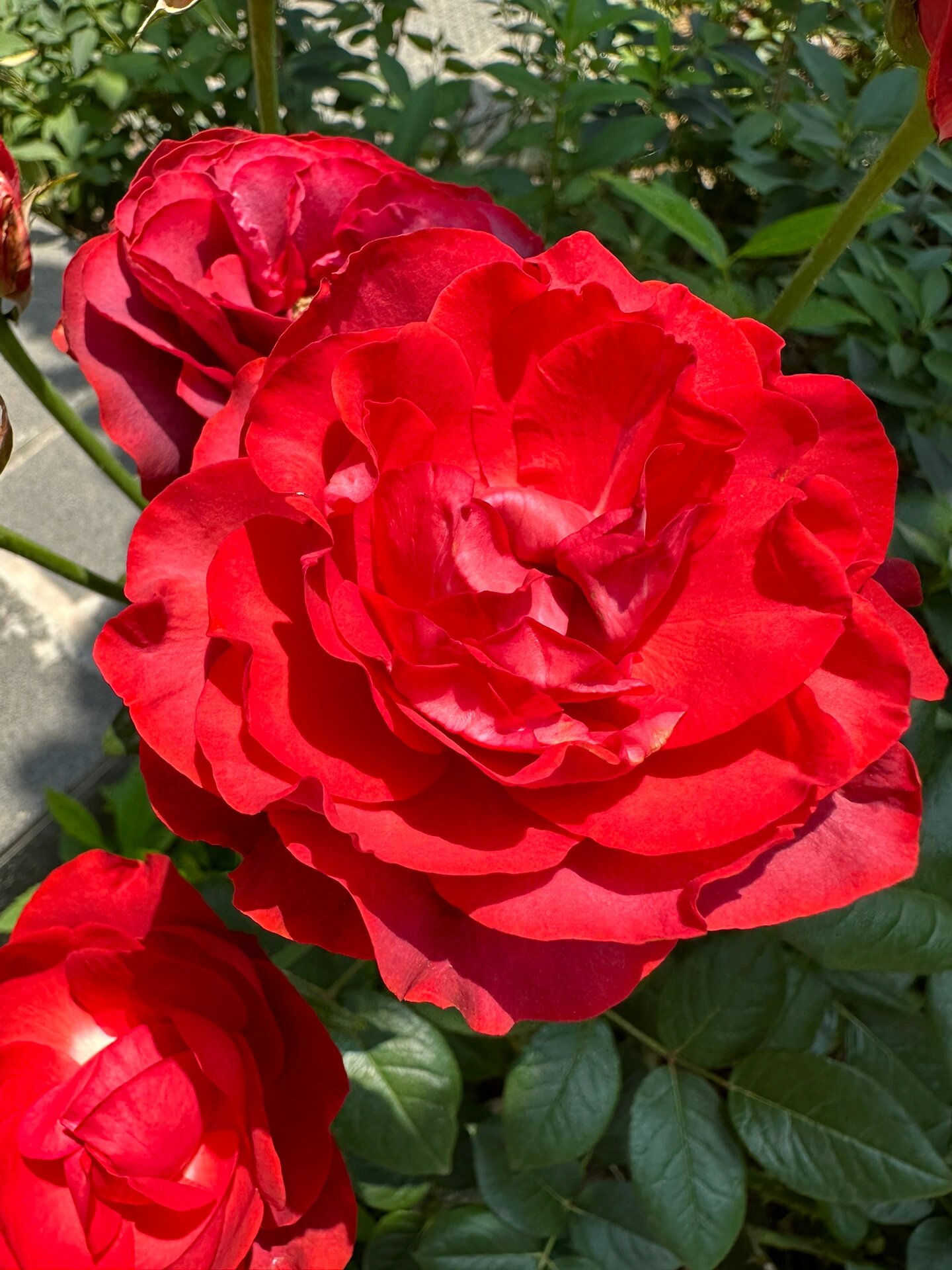 耐晒月季扛把子 伊萨瓜 伊萨瓜 又名恩多拉 切花月季 优点:耐晒耐雨淋