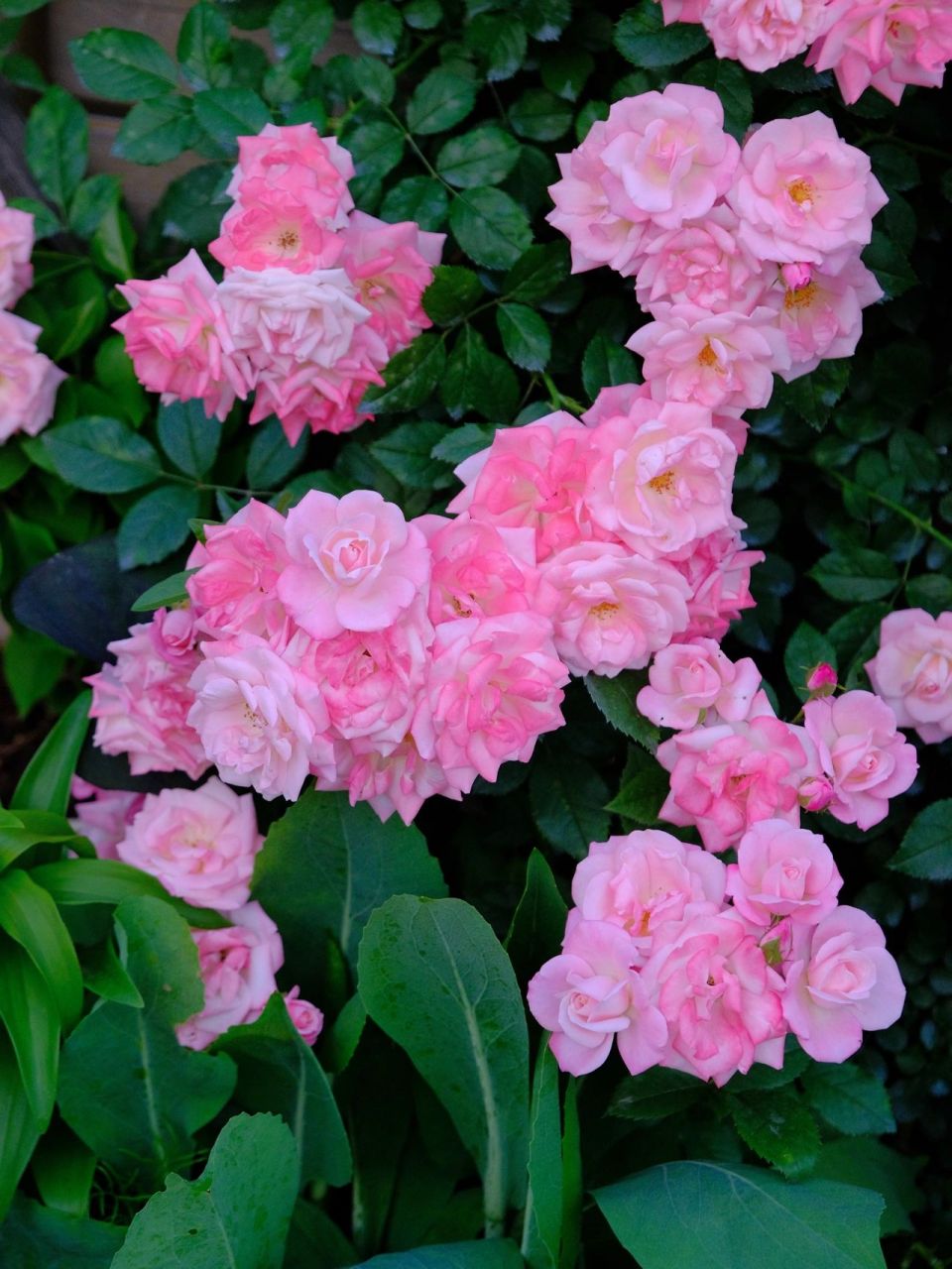 花名:樱霞 98花名:樱霞 →藤本月季,群开花量大,长势非常快,非常