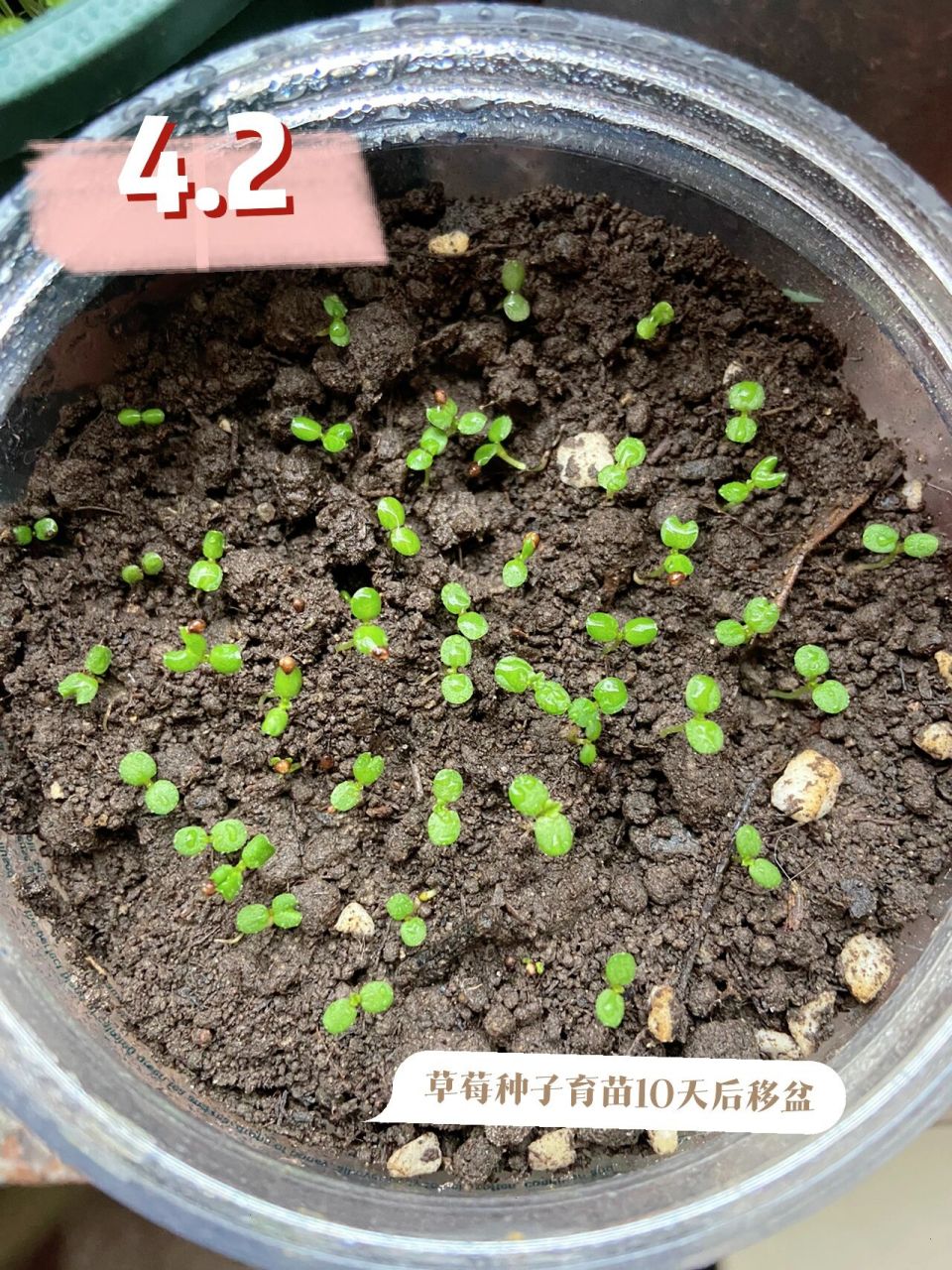 草莓种子育苗成功啦 20天左右的草莓幼苗97 长得快的准备长出第三片