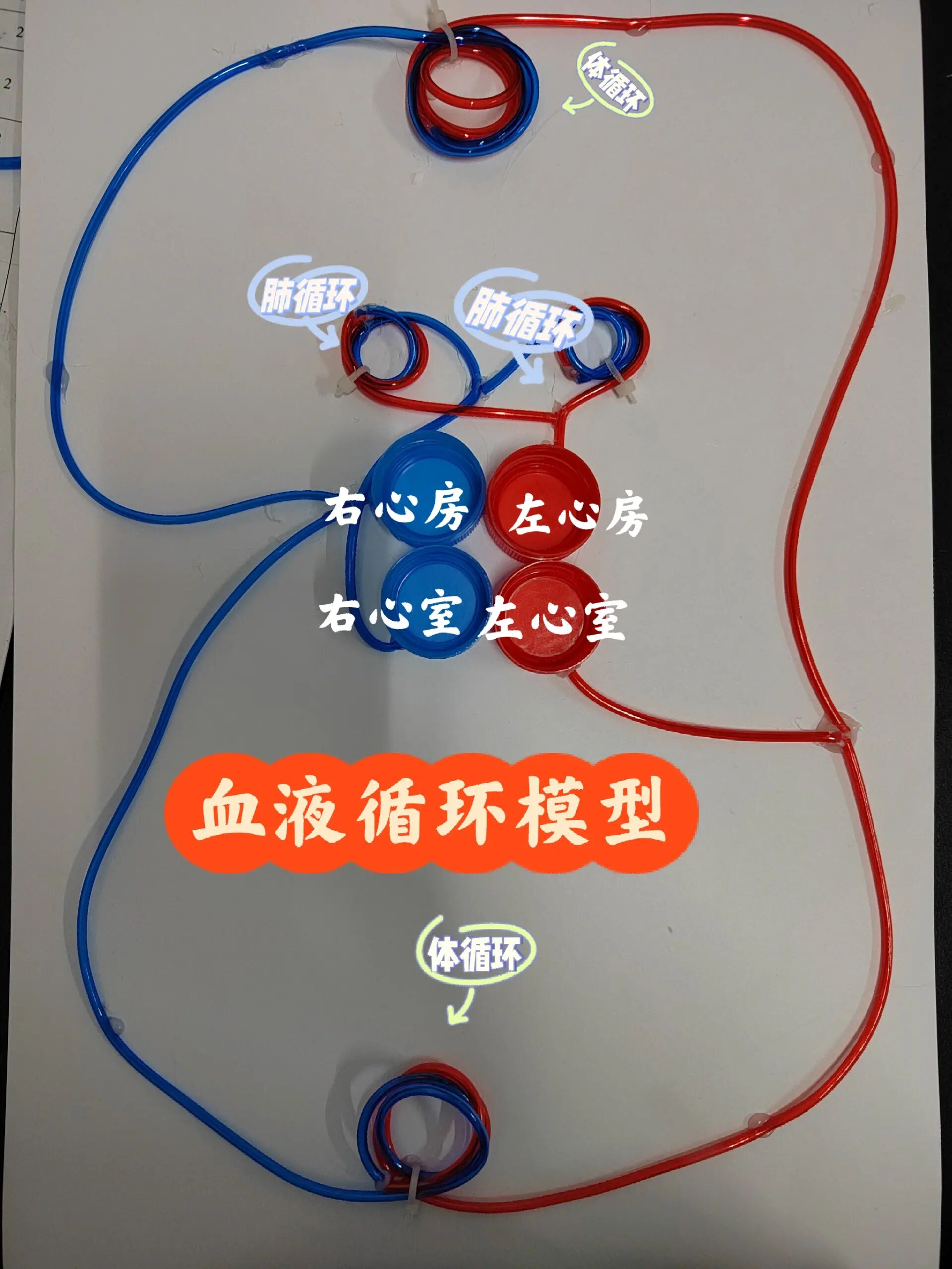 初中生物实践作业——《血液循环模型》