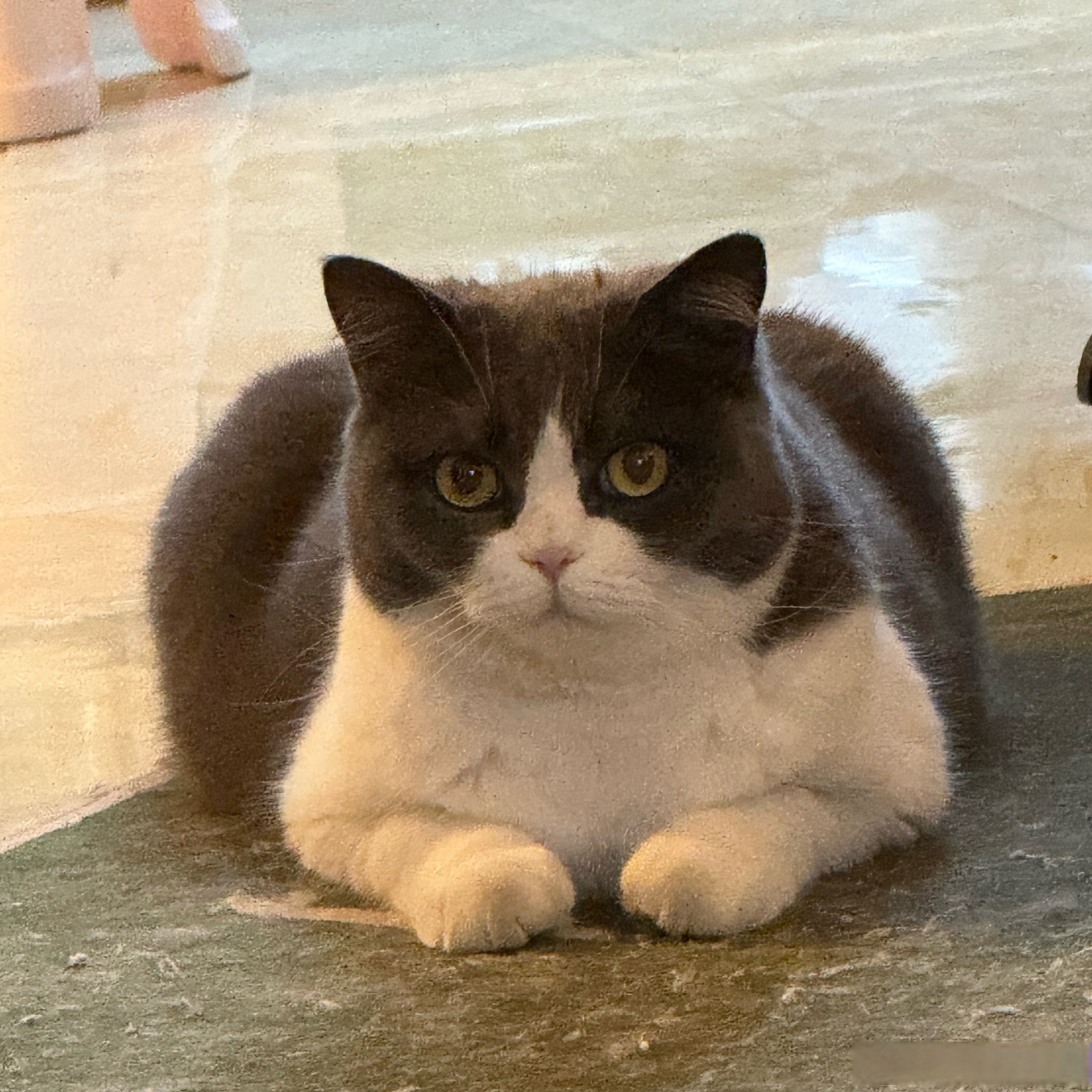 ee们,我妈妈说了,让我来拜托你们帮她发宣传的贴子,我会有猫条和冻干