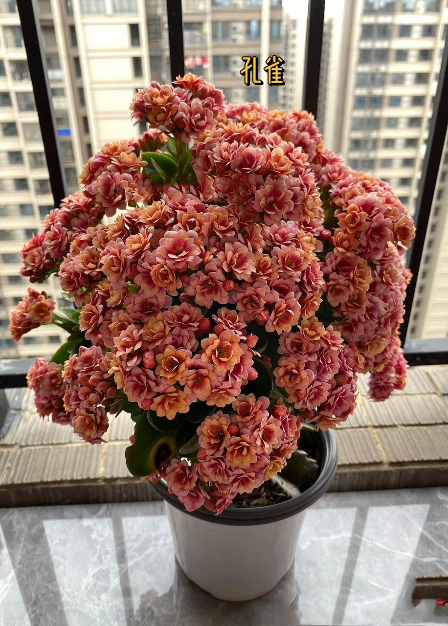 9图9品种,80个长寿花品种介绍与开花欣赏(1)           #  长寿花盛