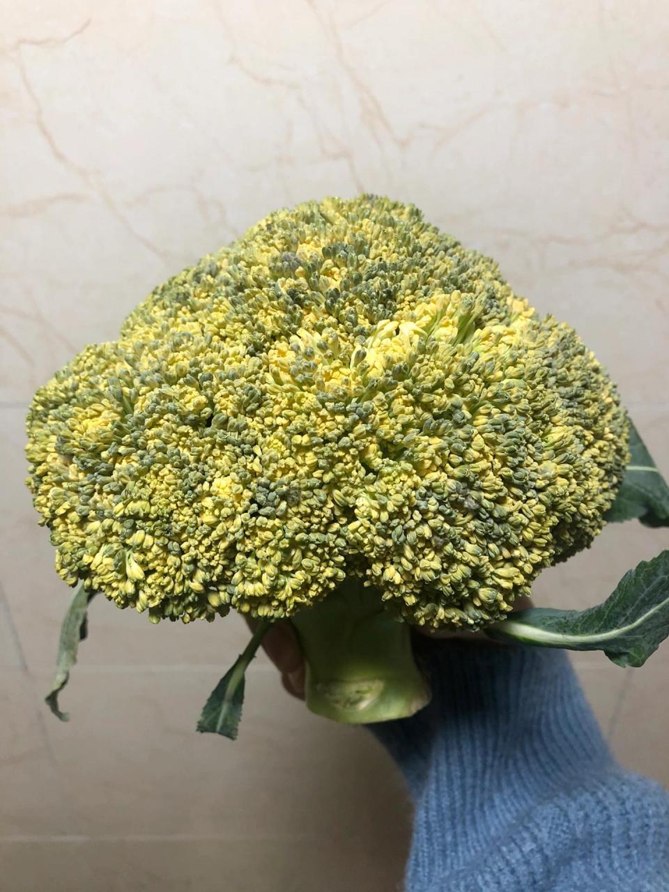 西兰花怎么变黄色了?这还能吃吗在线等!