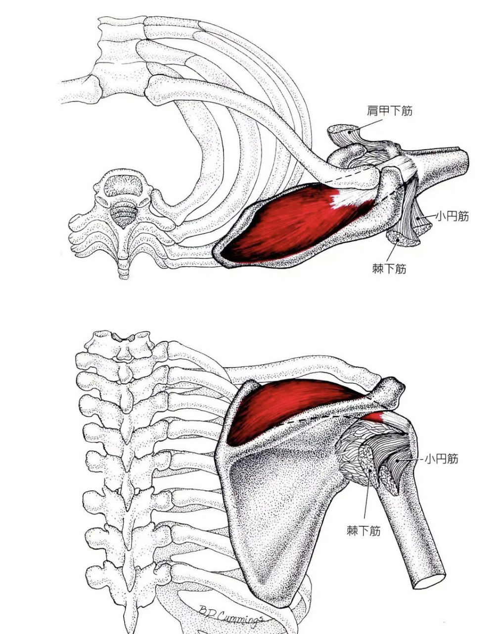 冈上肌是肩袖肌群损伤诊断的主要角色.