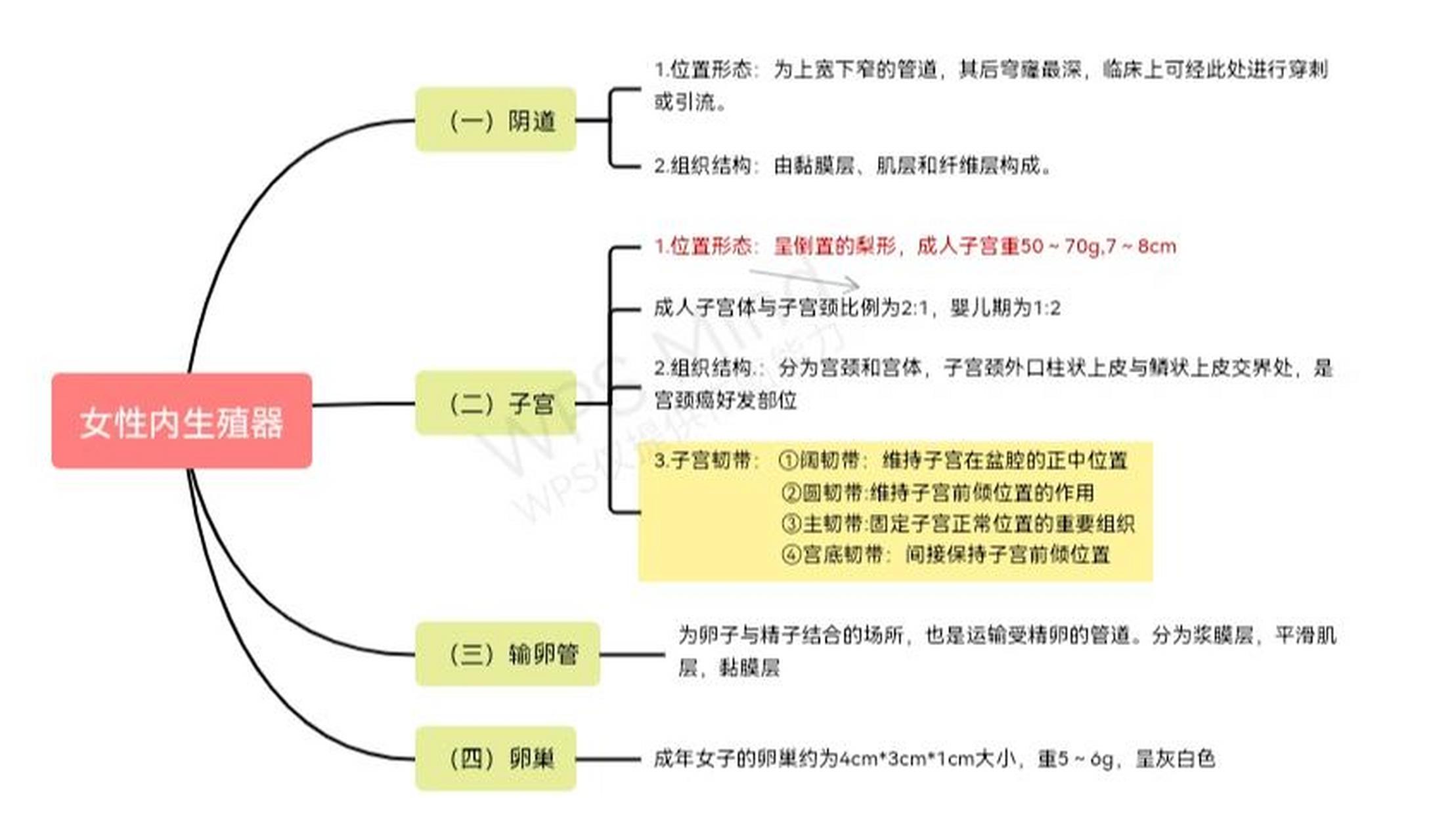 妇产科护理～女性内生殖器思维导图 用思维导图整理知识点,觉得事半功