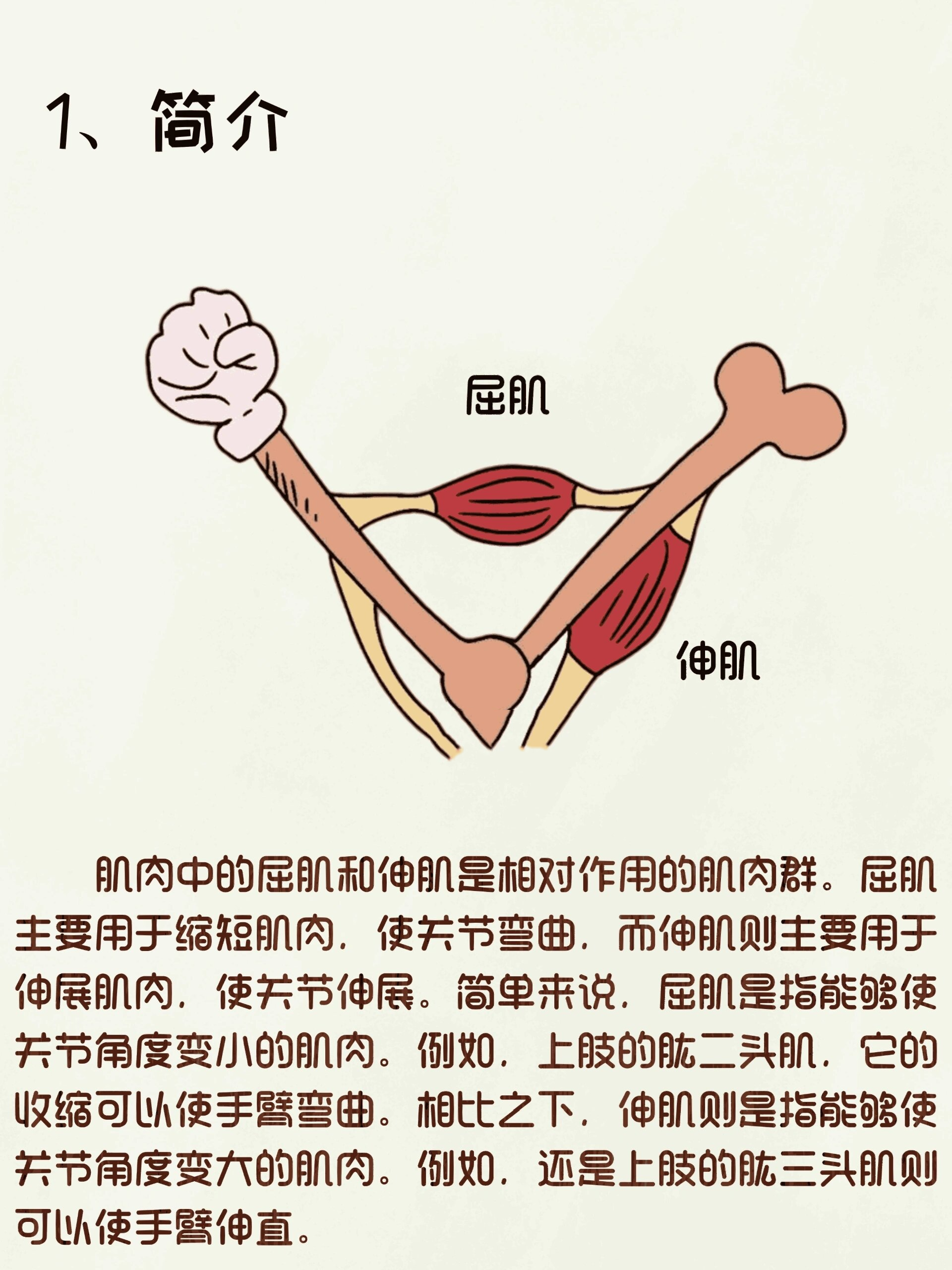 认识屈肌与伸肌