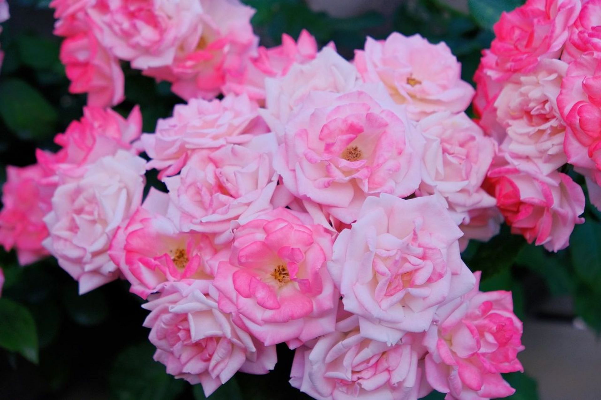 花名:樱霞 98花名:樱霞 →藤本月季,群开花量大,长势非常快,非常