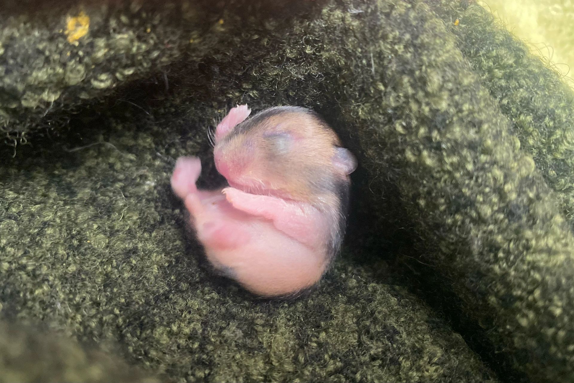 小仓鼠刚生下来的样子图片