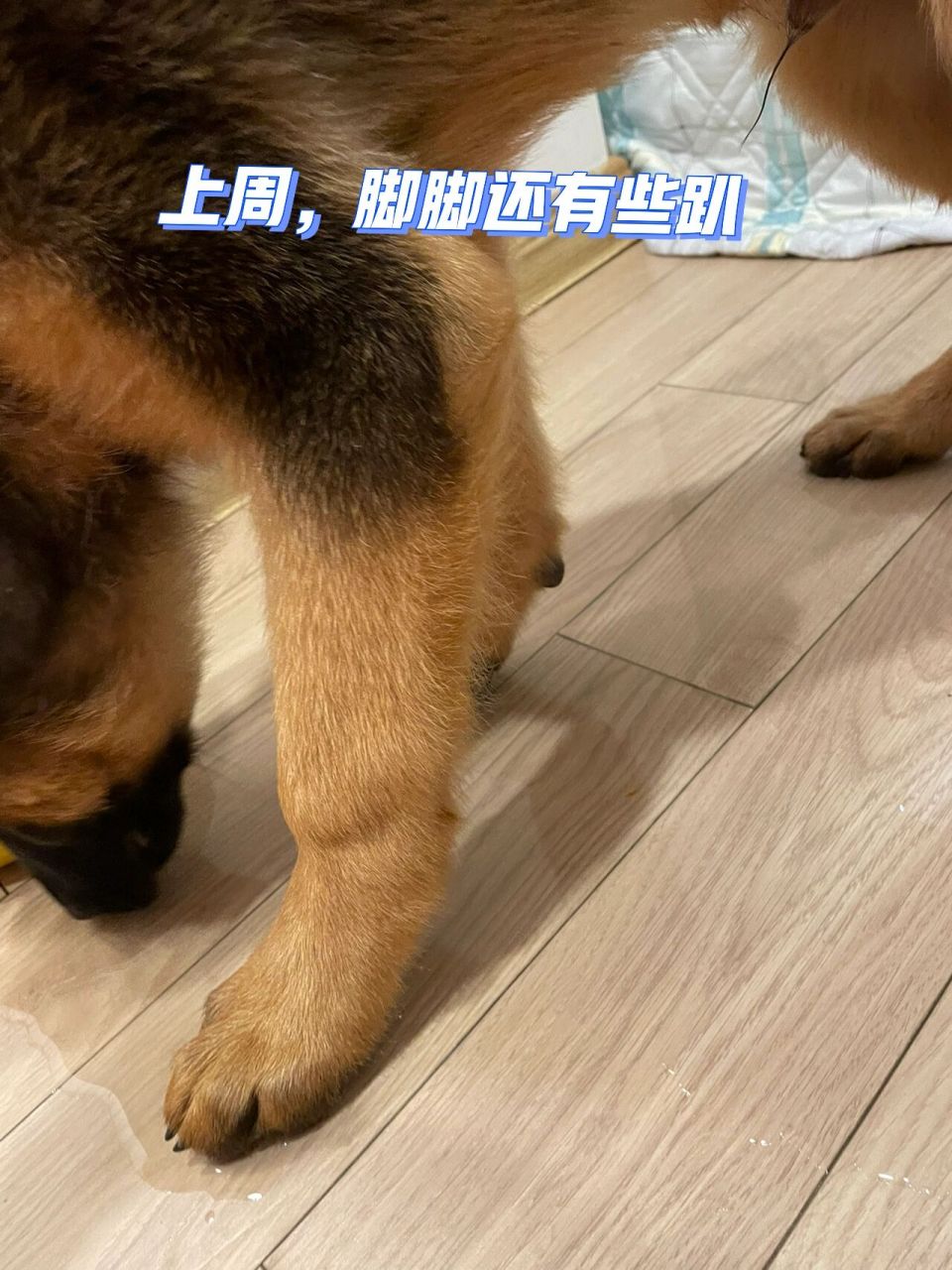 趴蹄和正常犬的照片图片