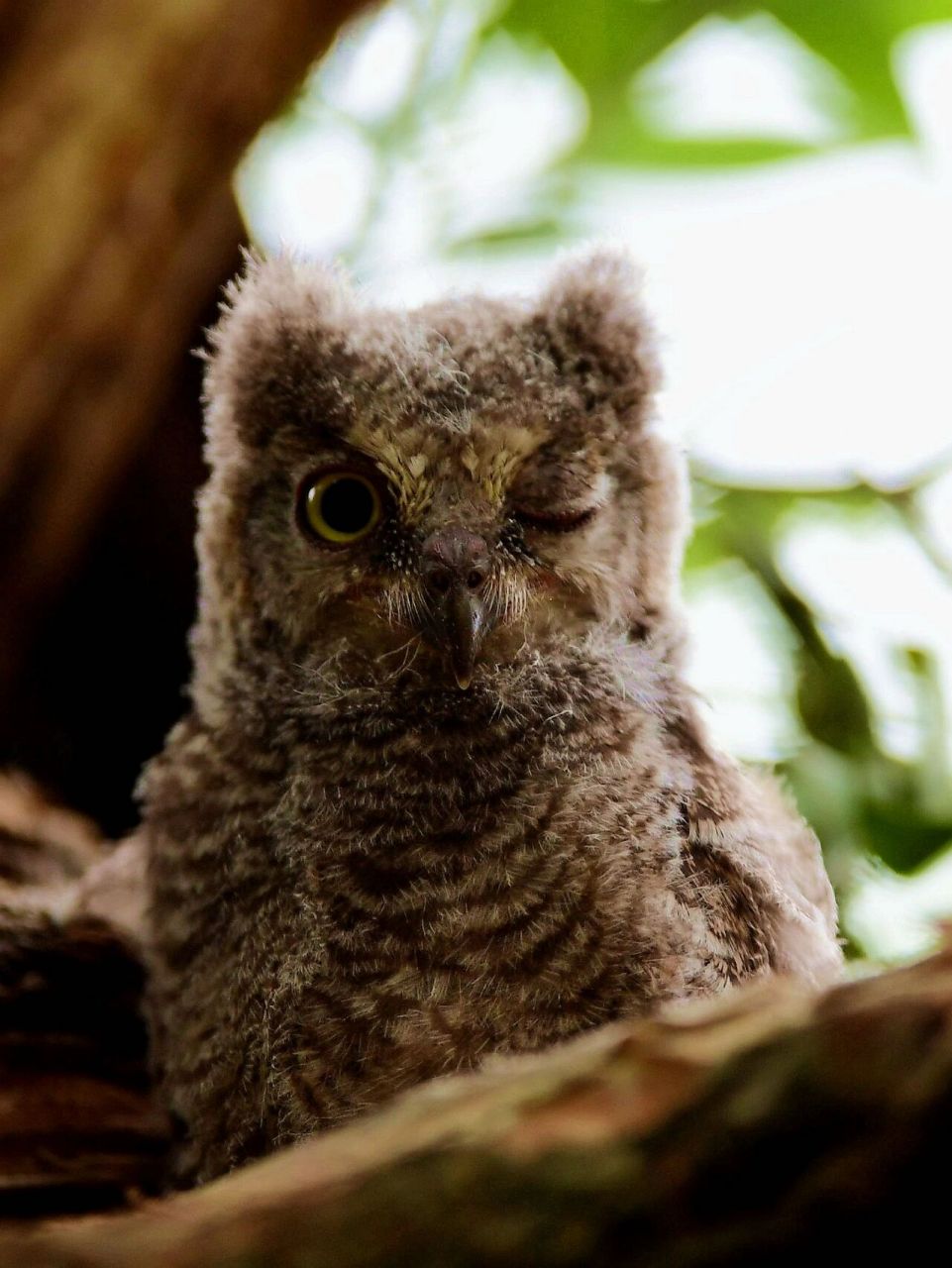 红角鸮 红角鸮《中国鸟类野外手册》编号229(学名:otus sunia):是鸱 