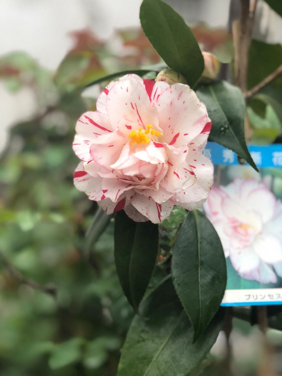 「茶花」雅子 日系茶花覆伦雅子,比国产的多一层红遍遍