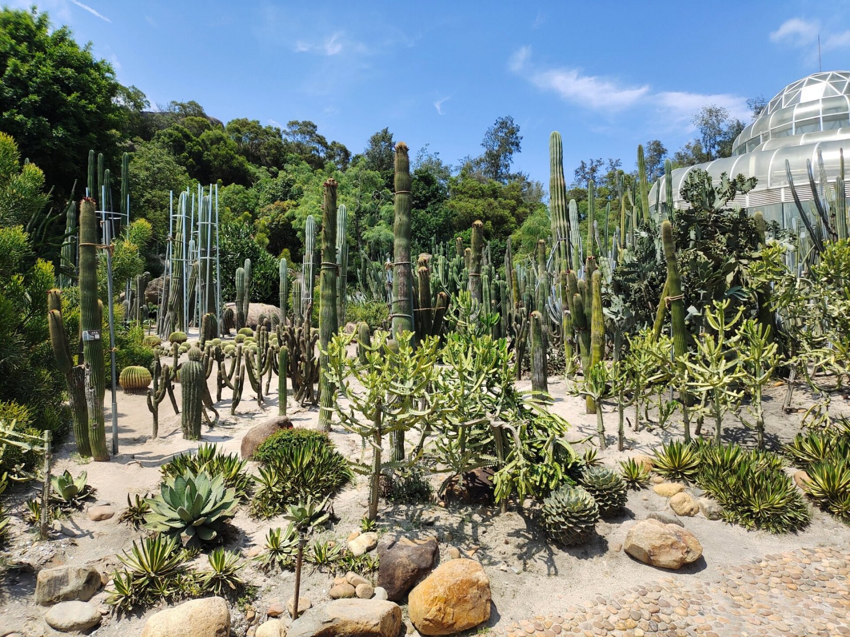厦门植物园 厦门植物园,里面的多肉植物区还是非常值得一去的,里面有