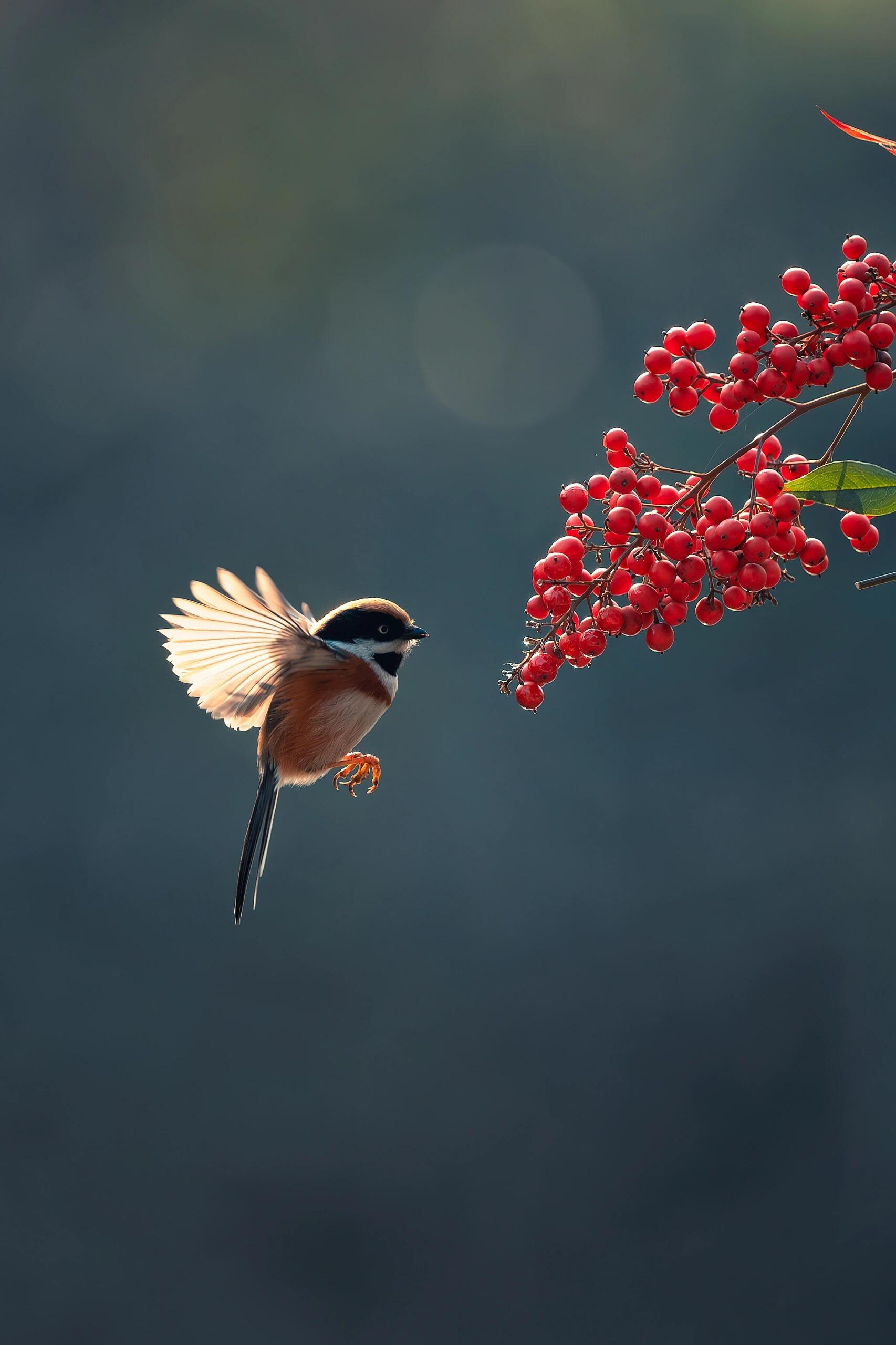 红头长尾山雀定妆照 胖乎乎的小山雀,拍起来格外喜人.
