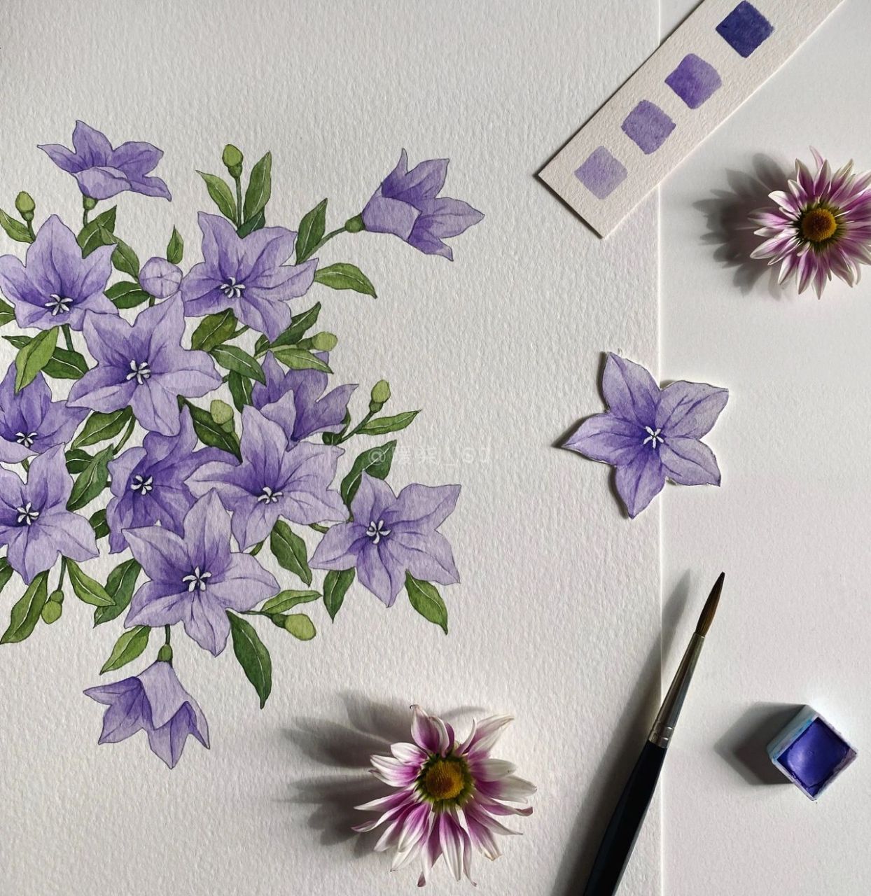 手绘花卉|中国桔梗 嗨,这次带来的是桔梗花 最初的构思,是看到这样的