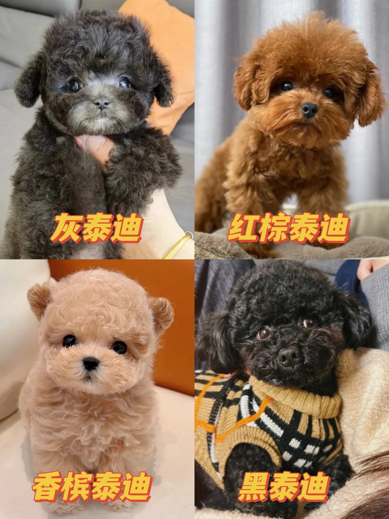 泰迪多少钱一只?香槟色灰色泰迪幼犬