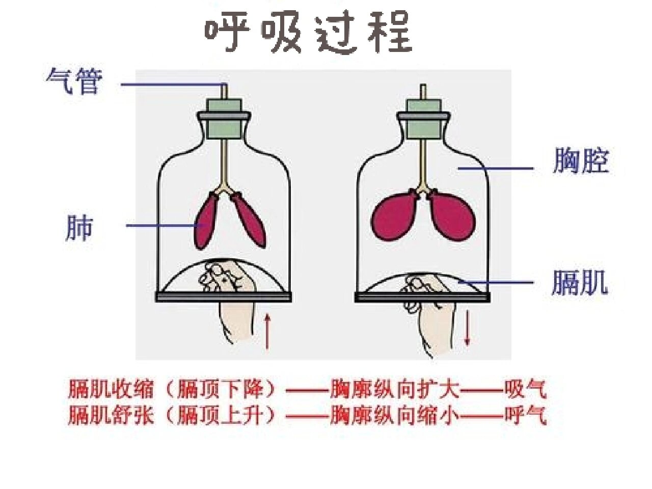 这张图很形象的解释了呼吸的过程 哪个是吸气,哪个是呼气