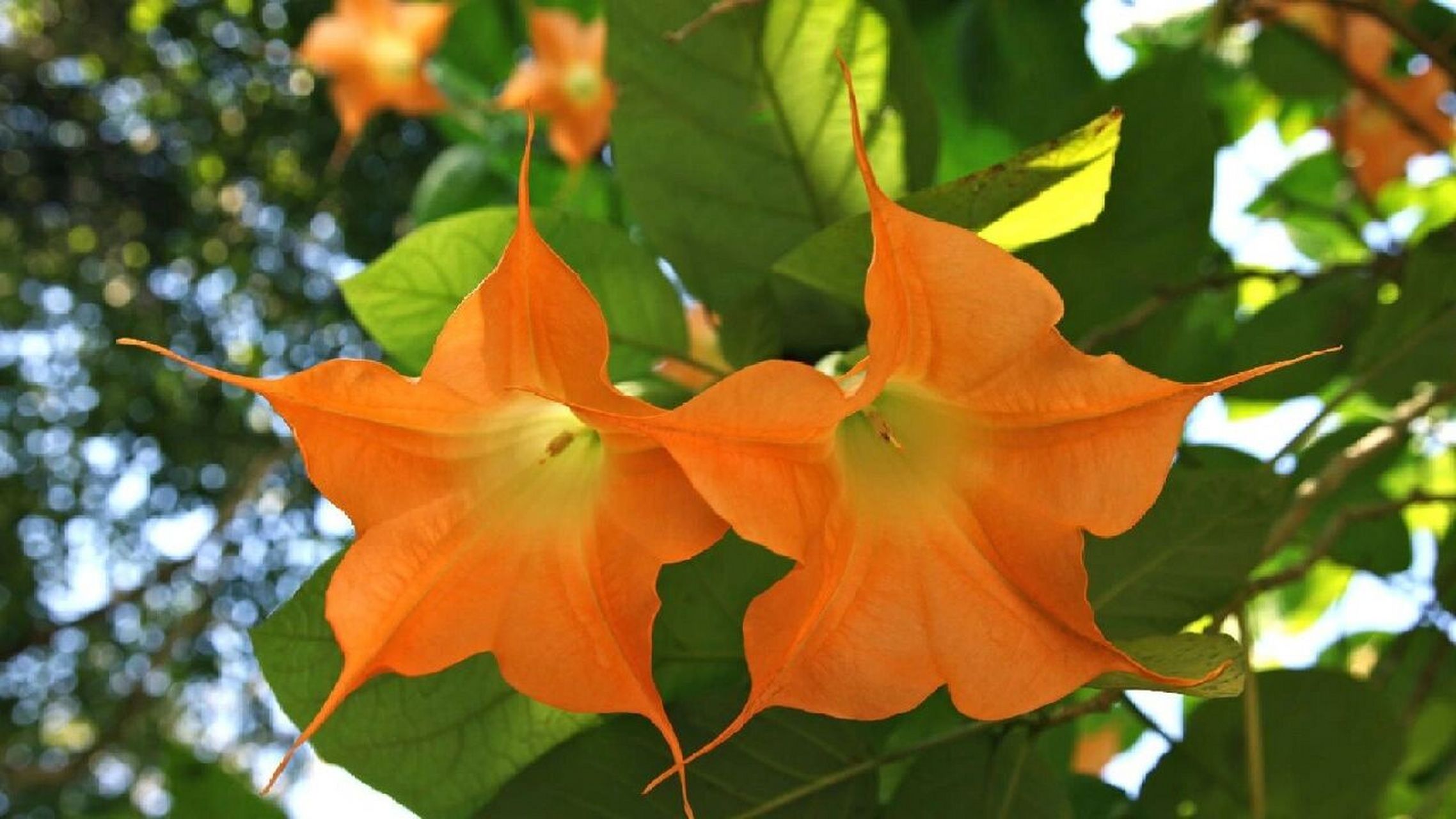 金色曼陀罗——曼达 花名:金色曼陀罗 守护精灵王:曼达 代表日期:5月