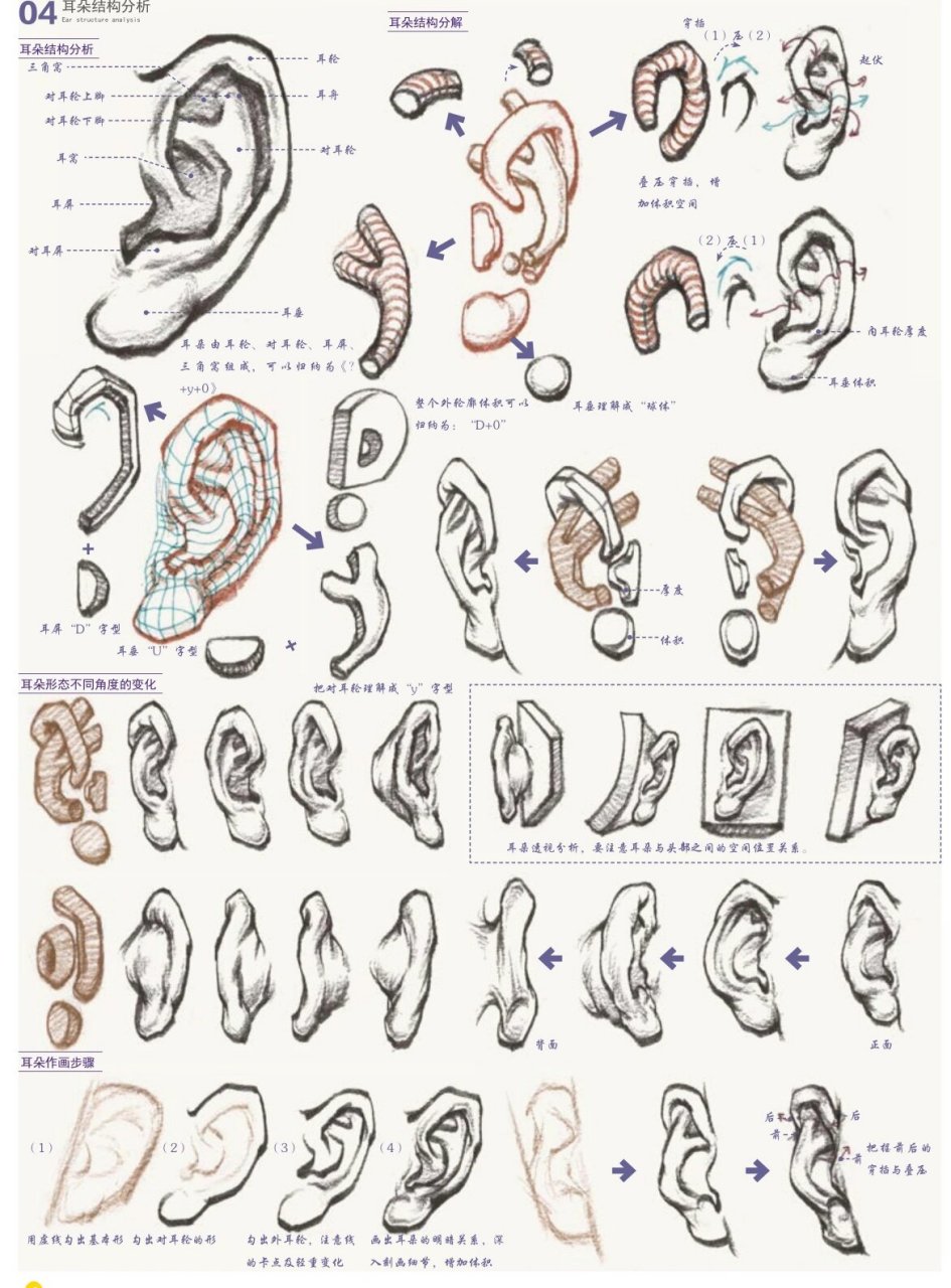耳朵的轮廓分析图图片