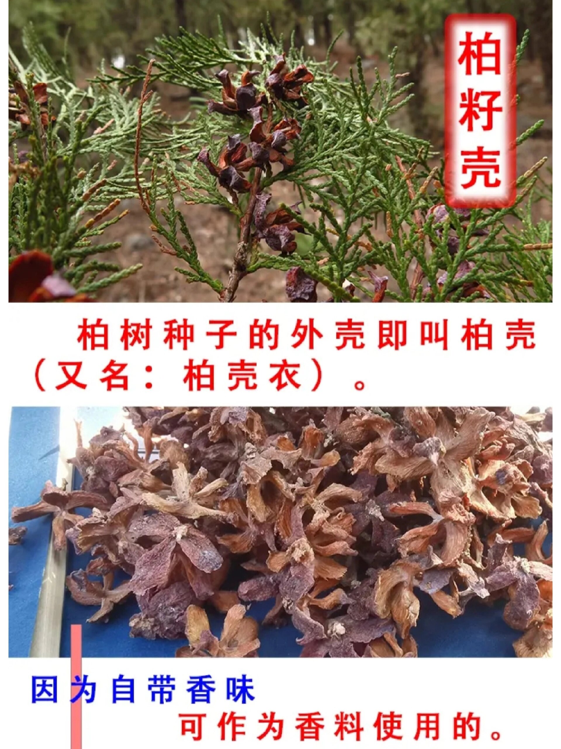 柏壳(做枕头,失眠人的福音