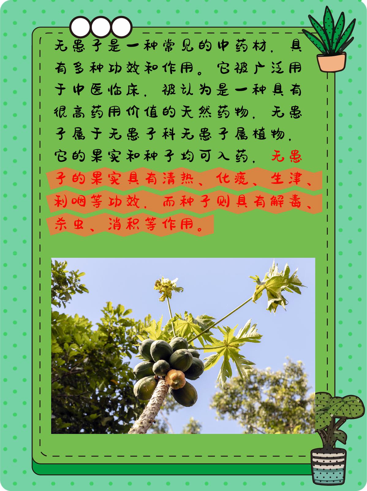 无患子的作用与功效是什么