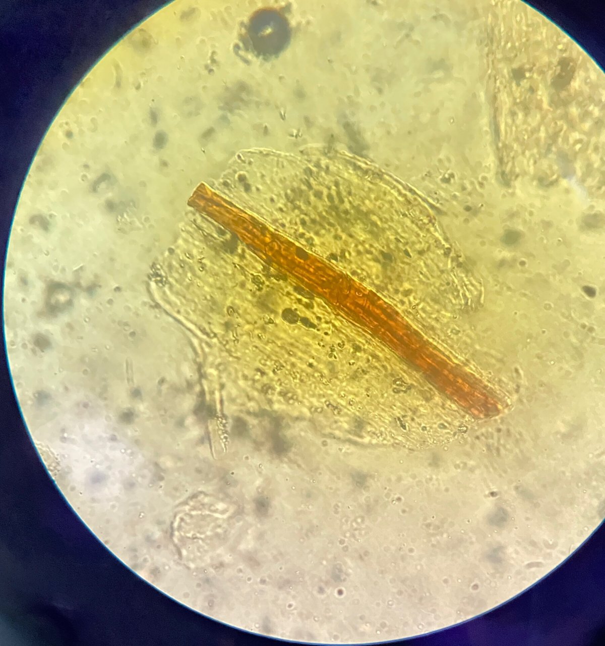 中药红花的显微特征 1,花柱碎片 2,花粉粒 3,分泌细胞