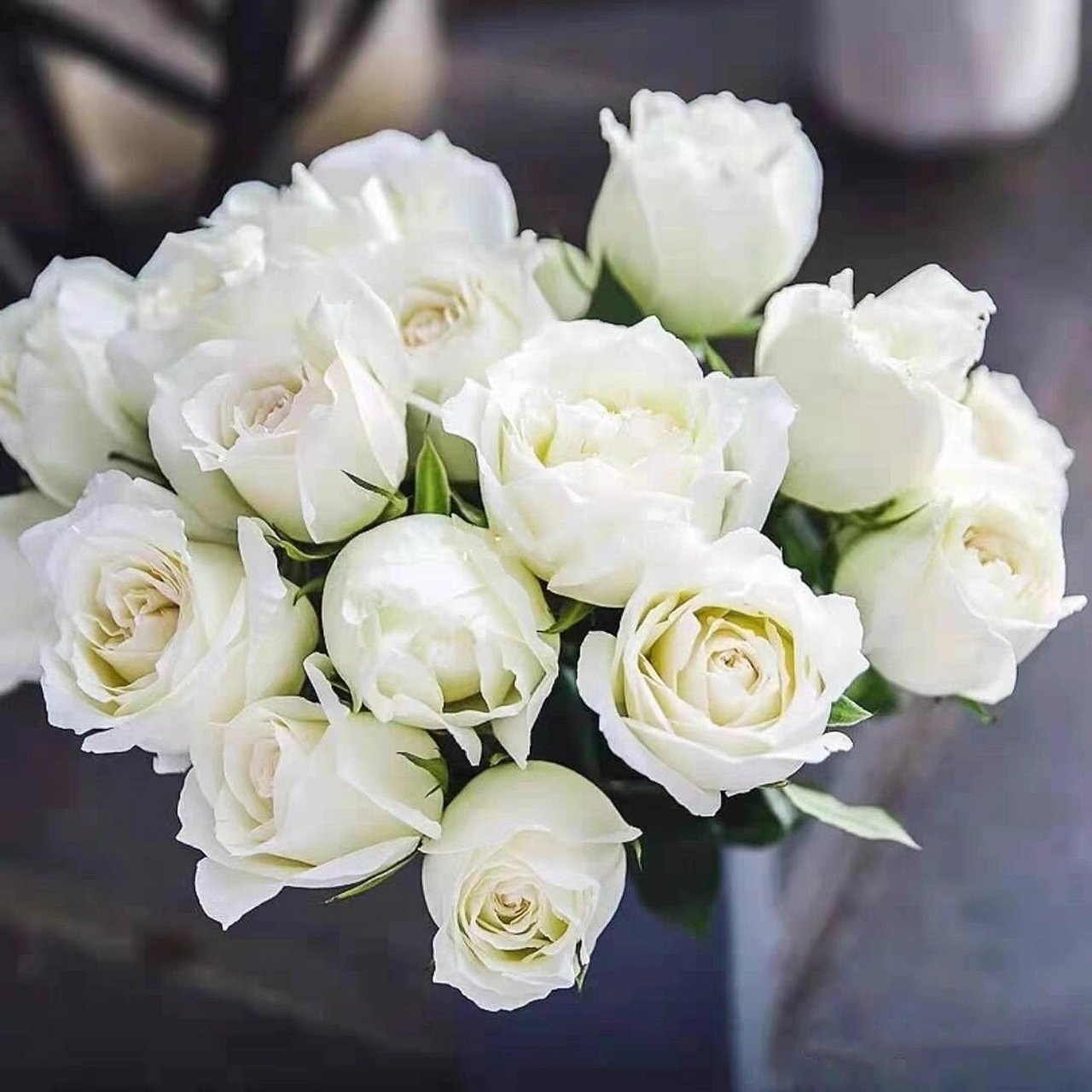 认识鲜花第八天&【白雪山玫瑰花】 白雪山是白玫瑰的一个品种,花语是