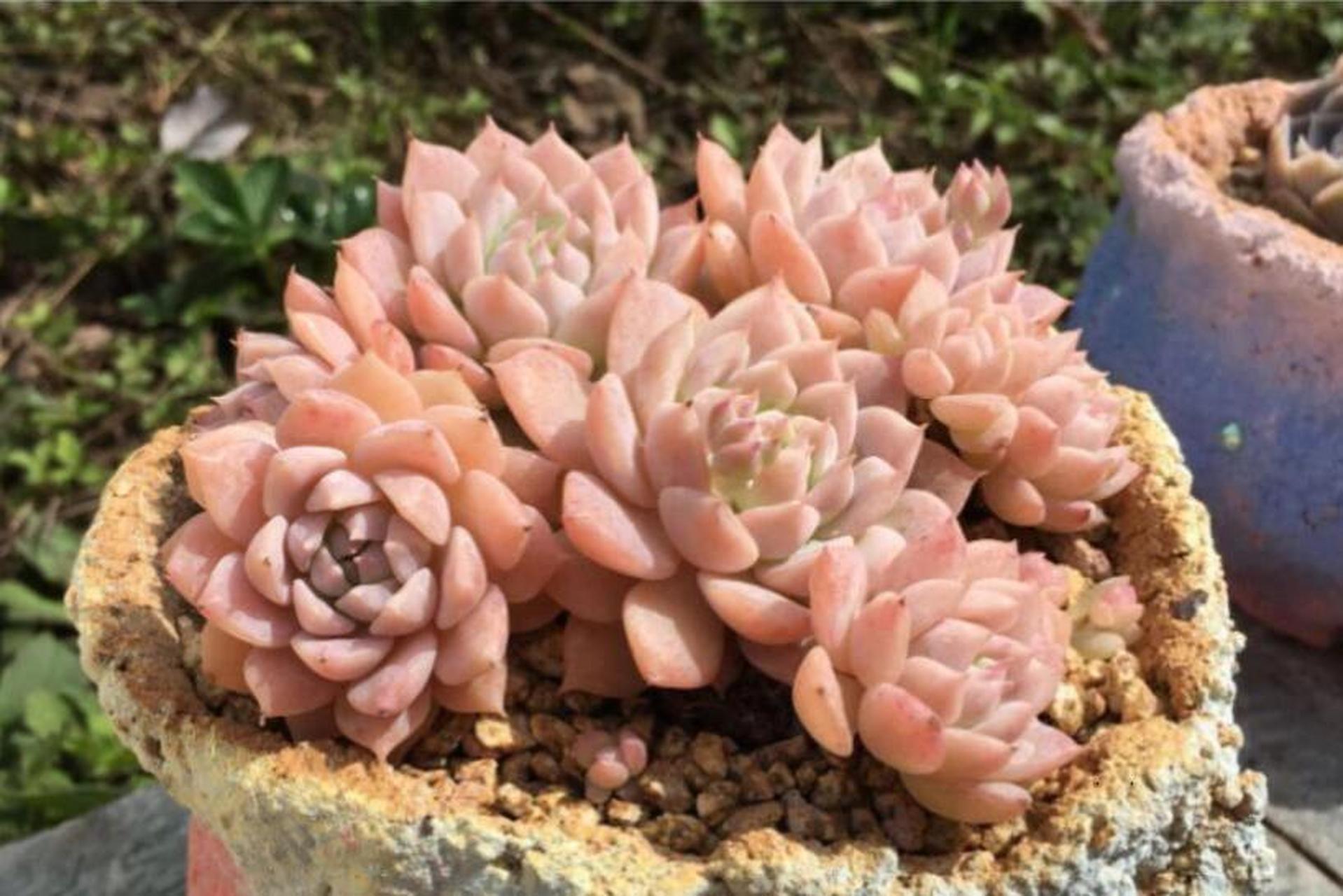 耶,粉蔓就是多肉中为数不多的带有香味的植物哦~ 粉蔓:景天科拟石