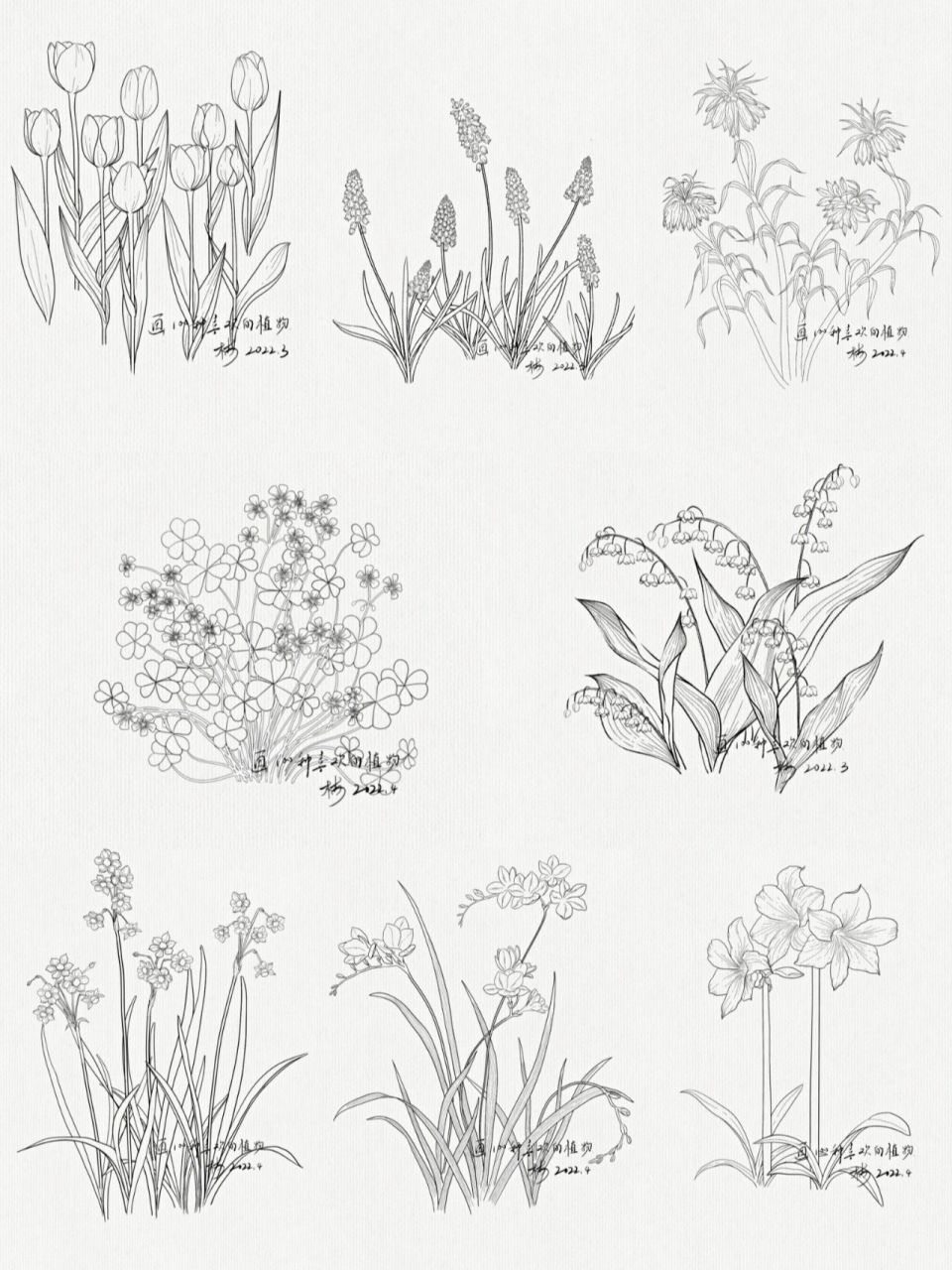 手绘|一组植物花卉线稿  最近画的一系列是球根植物 在此分享一下线稿