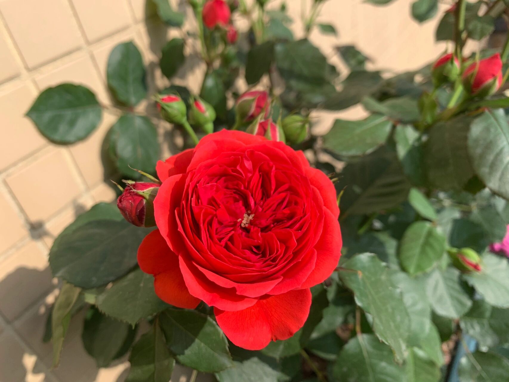 用图片记录我的月季⑤——红苹果 花园里唯一一株正红色月季.