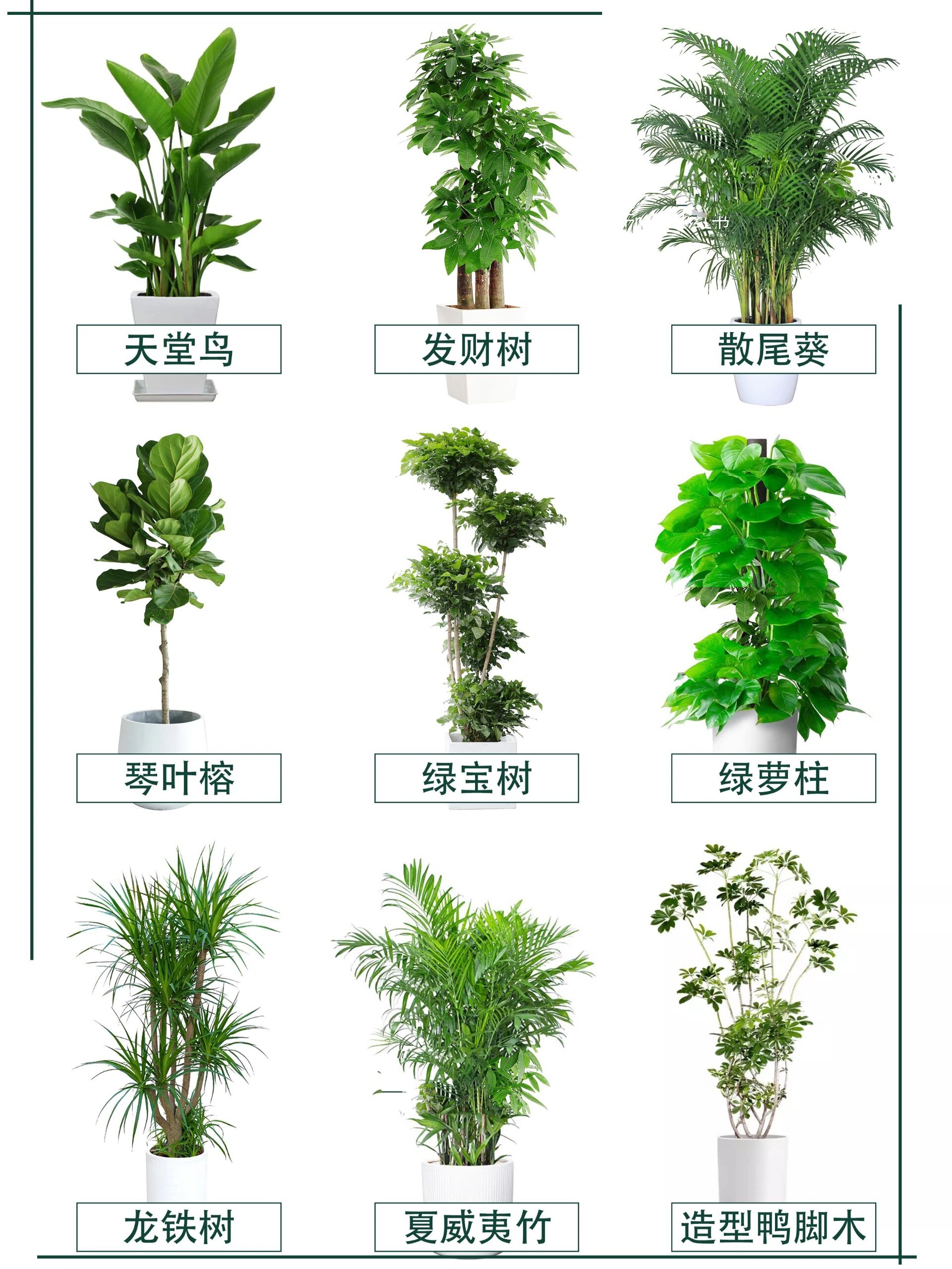 办公室好养绿植推荐Ⅰ你身边的绿植