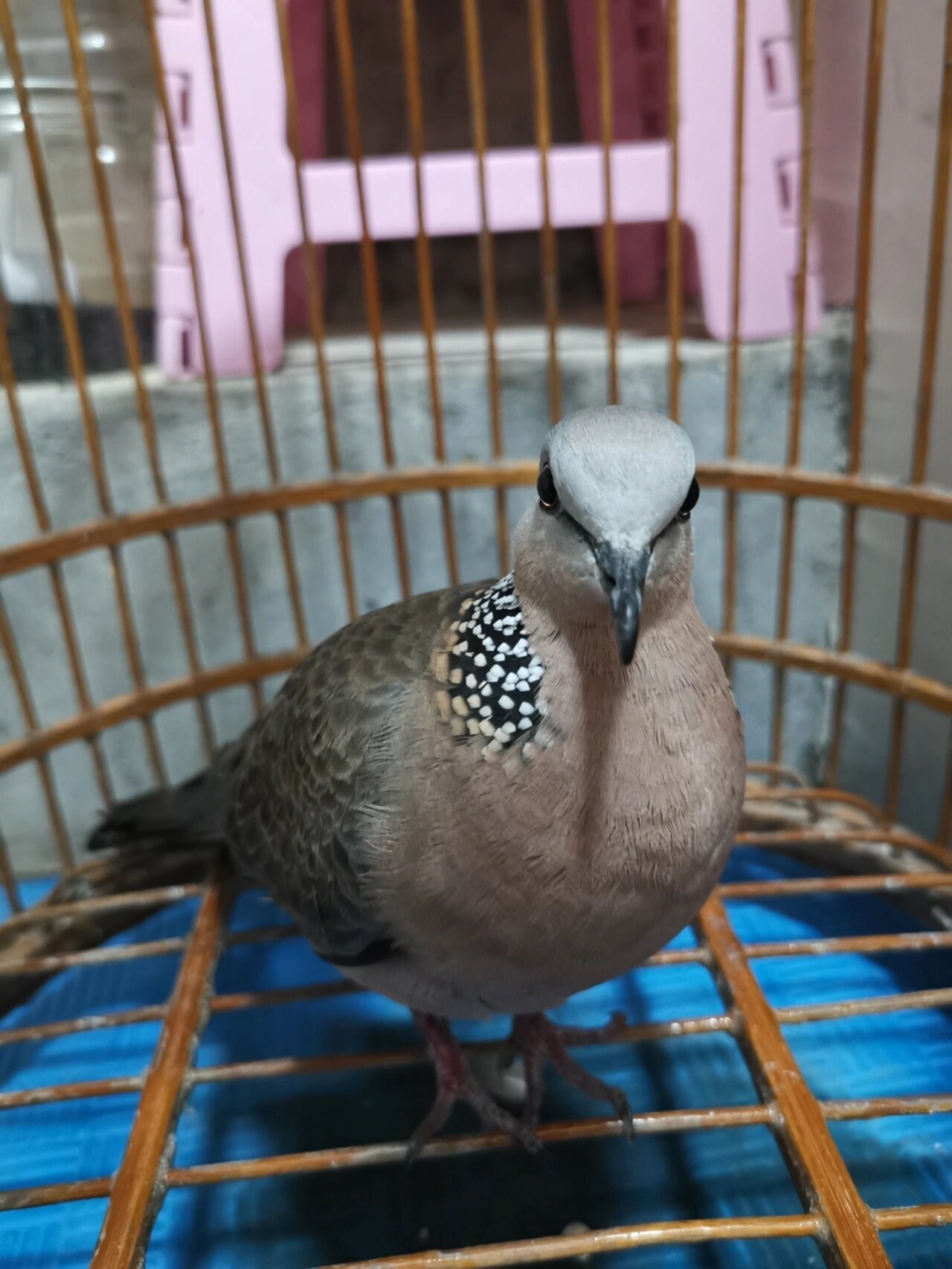 斑鸠成长记录自家小斑鸠成长记录长大啦     自家小斑鸠认识家门每天