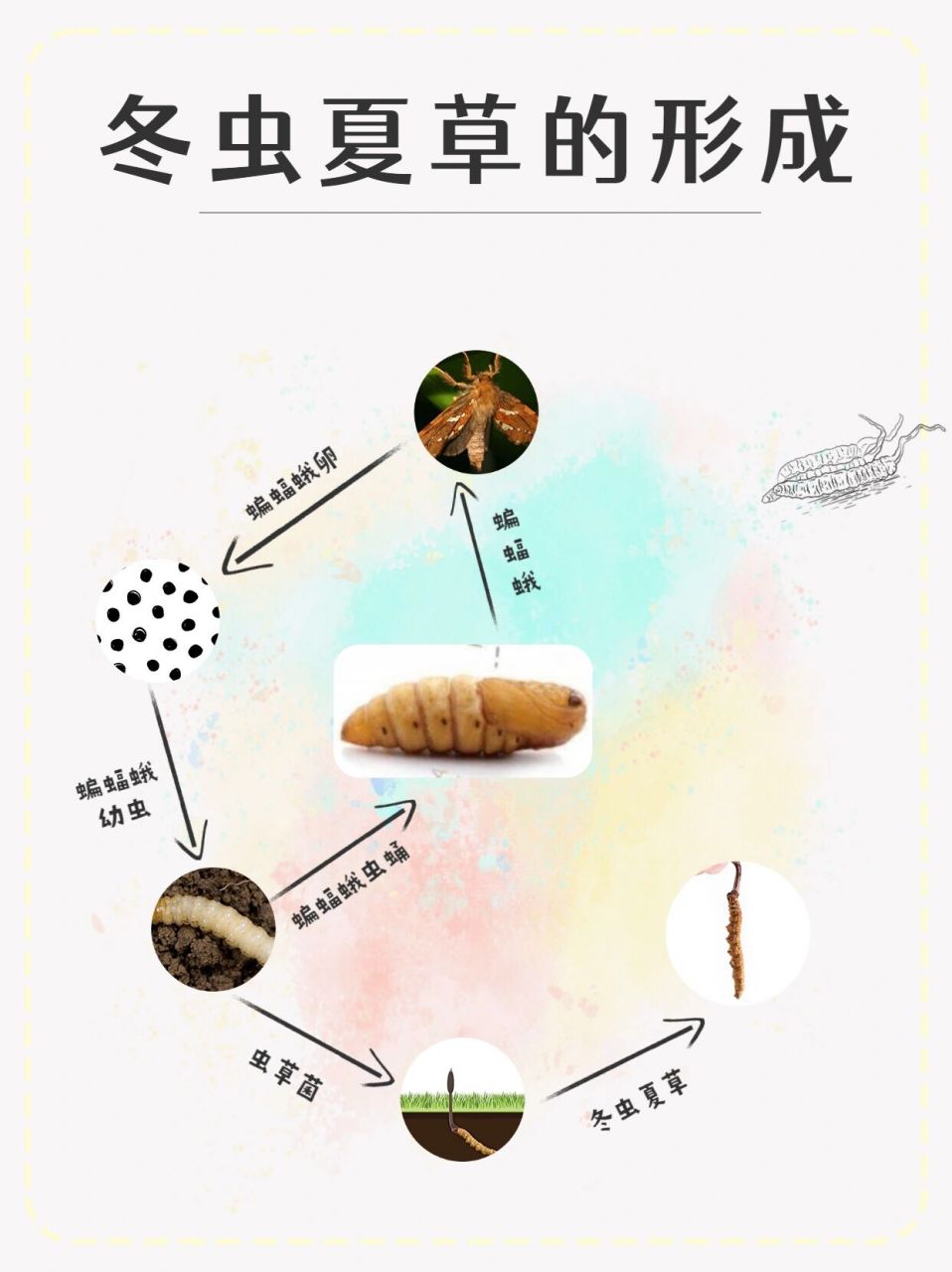 冬虫夏草是怎么来的717171 冬虫夏草的形成过程: 有一种叫"蝙蝠