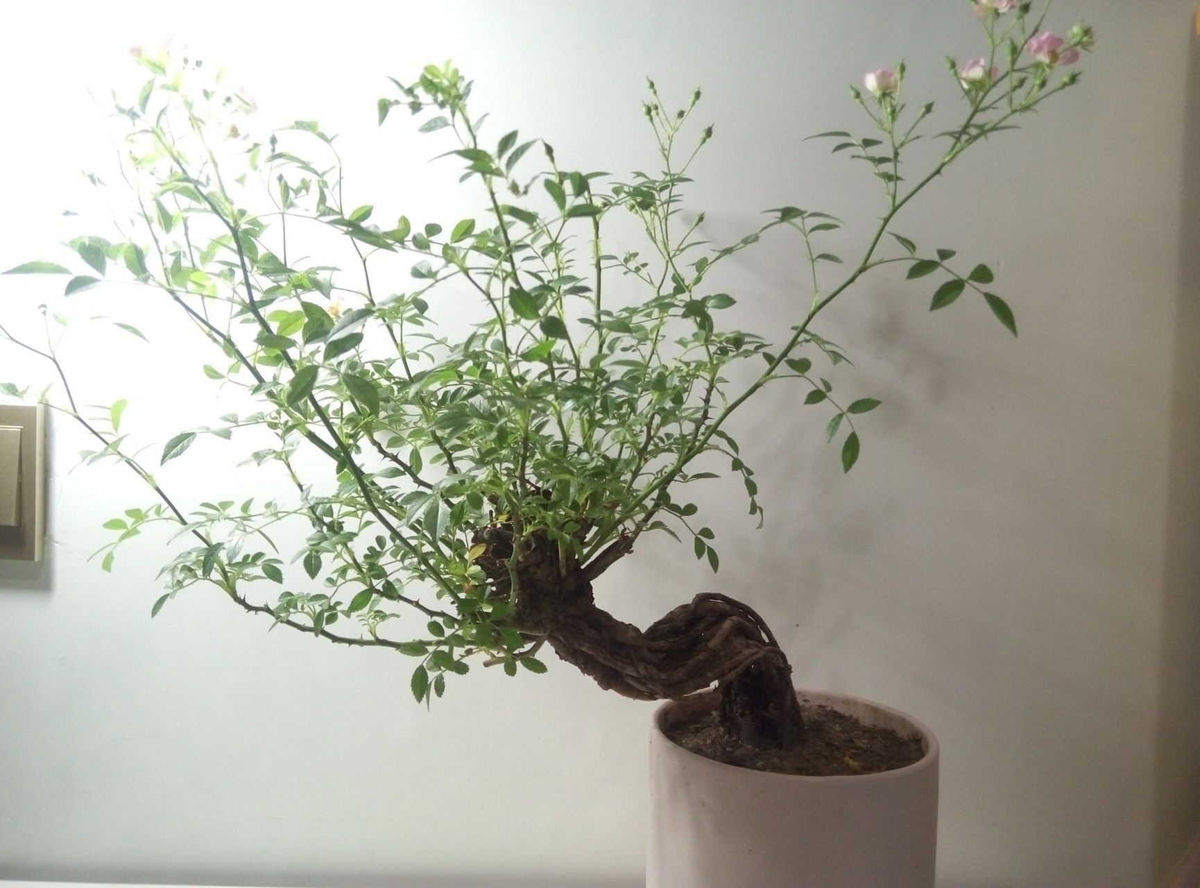 姬蔷薇(韩国) 品种:姬蔷薇(韩国) 盆景类型:蔷薇科蔷薇属,枝干多刺.