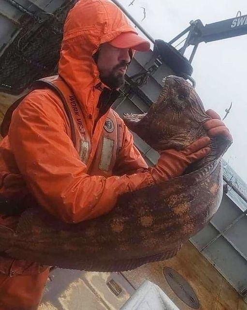 狼鳗是一种淡水鱼类,属于狼鳗科