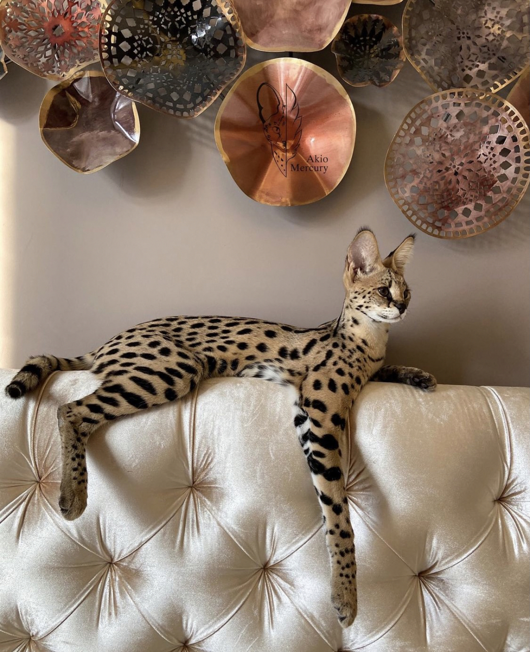 世界上最帅气的猫|堪称猫中吴彦祖 中文名:热带草原猫 英文名