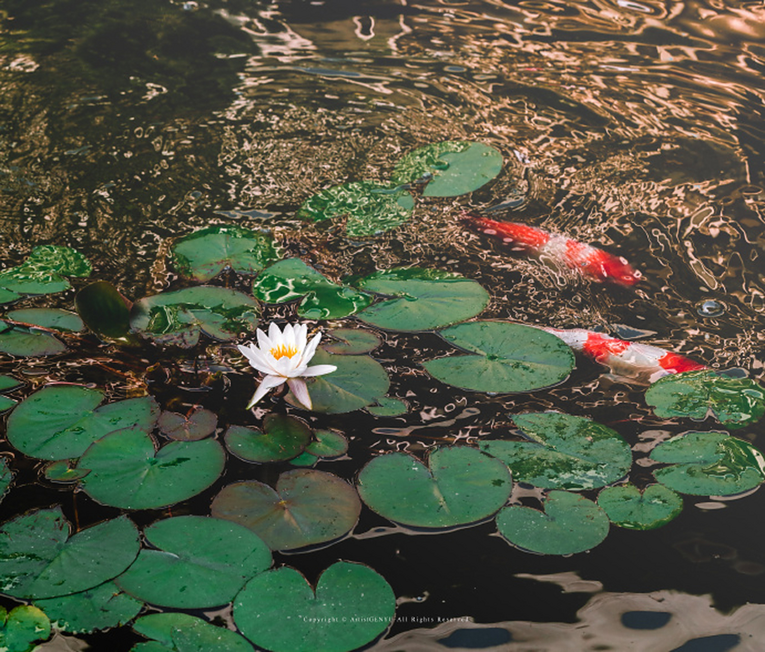 "鱼戏莲叶东,鱼戏莲叶西,鱼戏莲叶南,鱼戏莲叶北.