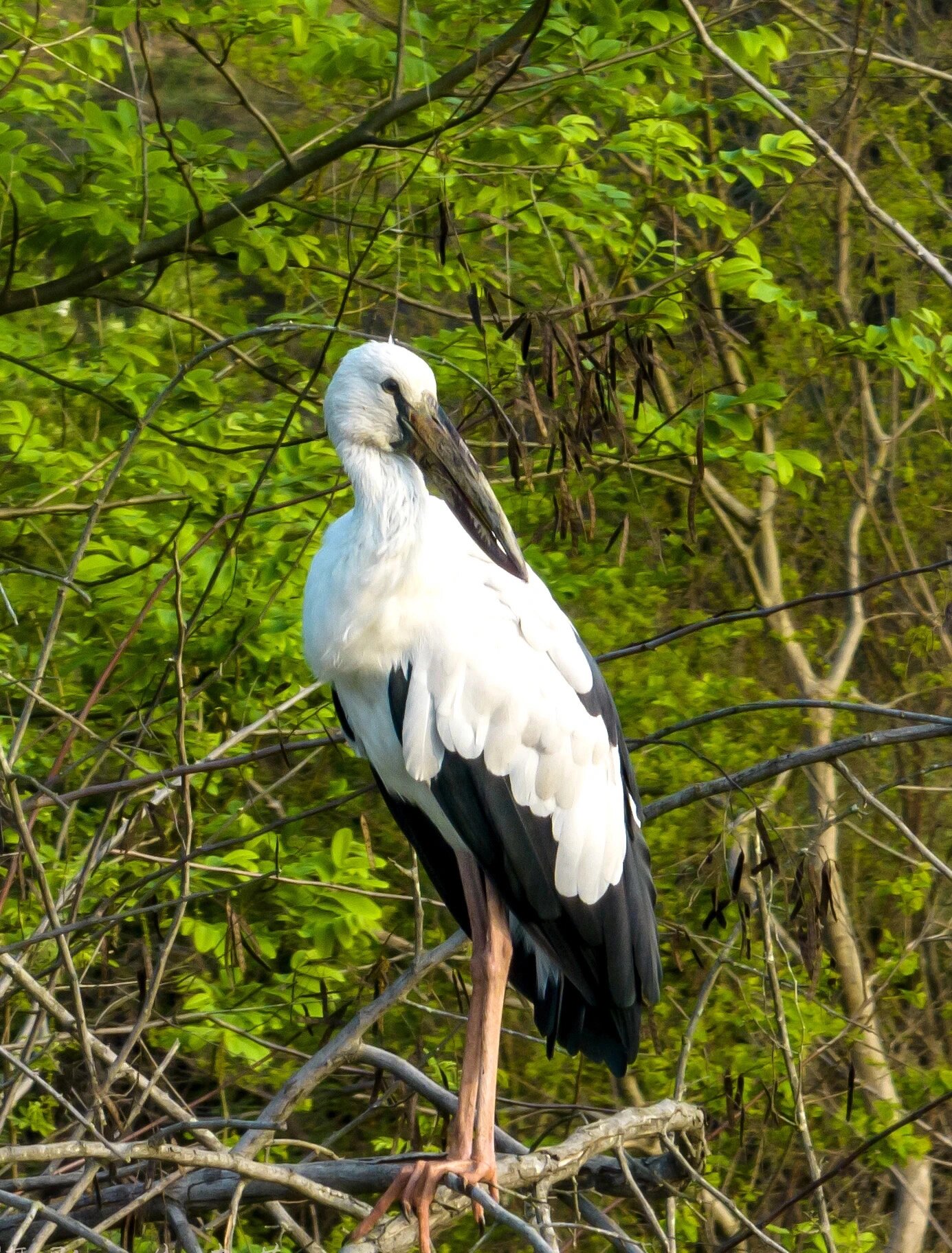 在赣州桃江湿地公园,发现了一只国家二级重点保护动物,世界濒危珍稀