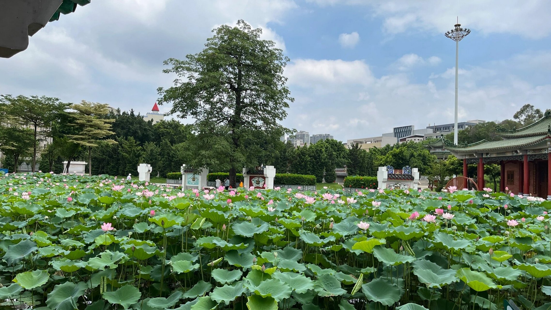 普宁流沙竟然有这个地方05  普宁流沙的小公园居然有一大片荷花