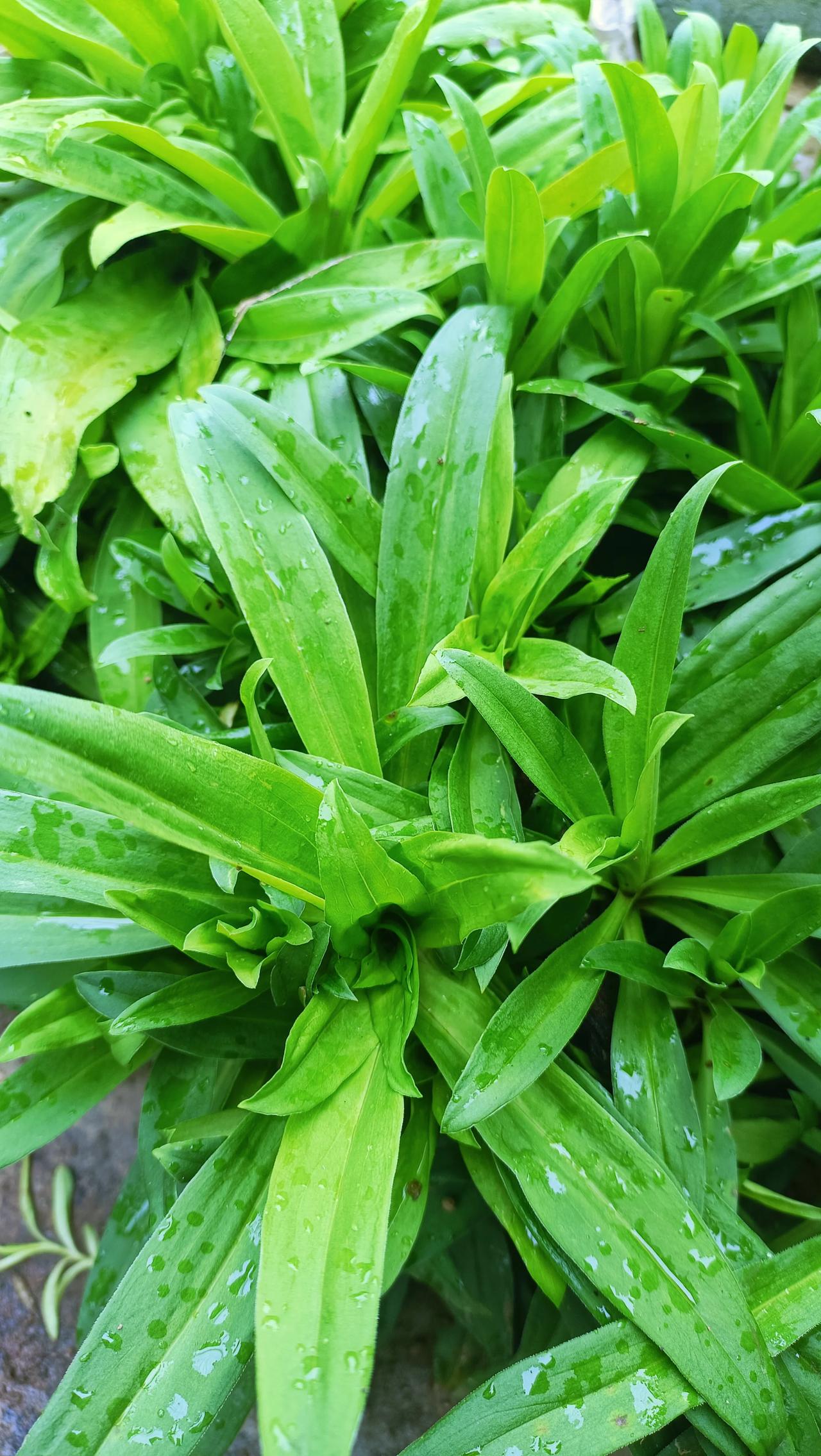 菜图片六月雨农雨花菜鱼路青图片呱嗒叶子图片冬虫夏草图片叶子图片