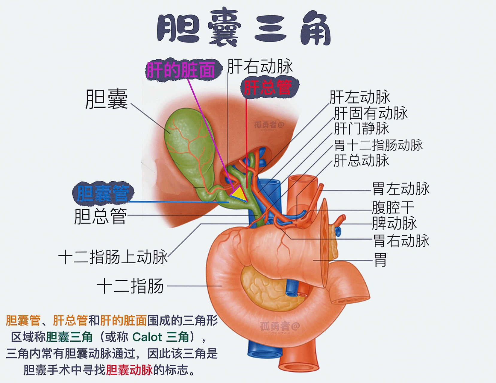 胆囊管结构图图片