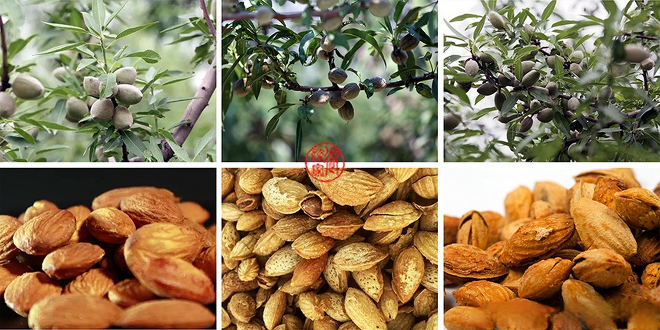 巴达木果壳染色 也称巴旦木果,又称巴旦果.