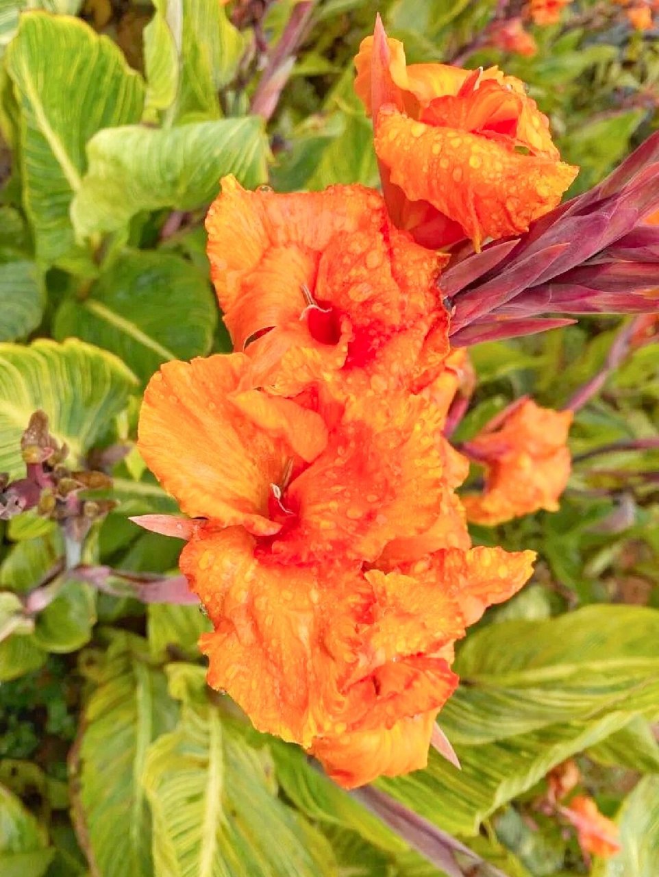美人蕉(canna indica l.):多年生宿根草本植物,高可达1.