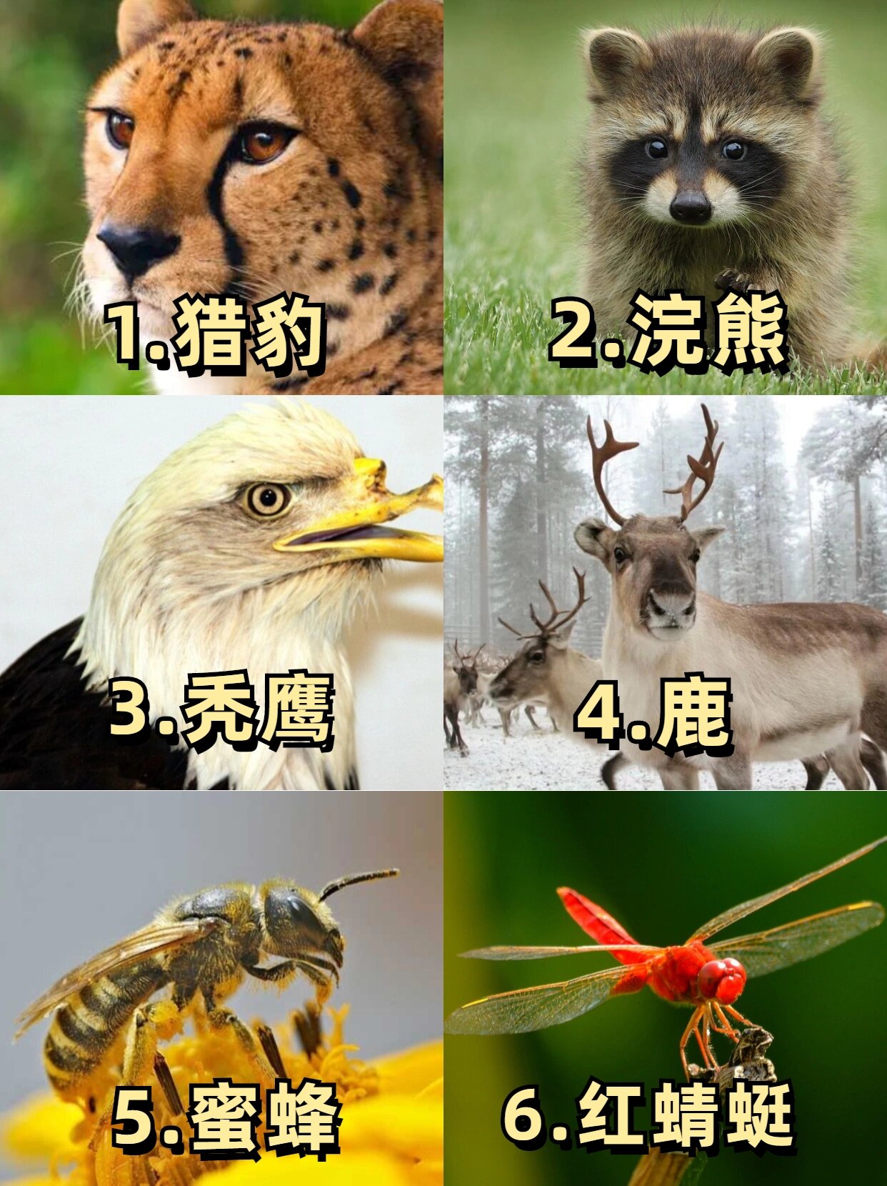 2秒钟!选出你认为视力最好的3种动物