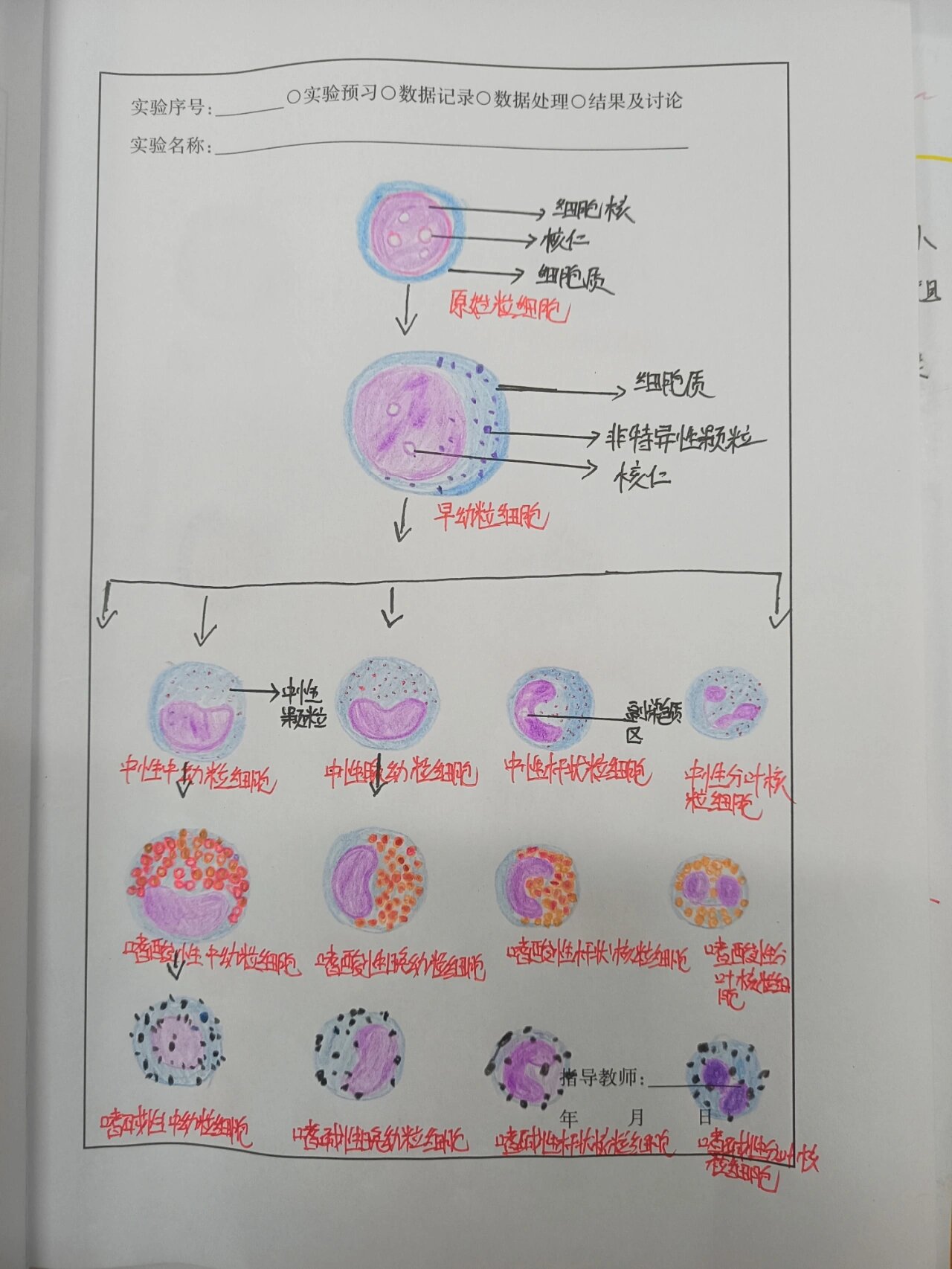 细胞示意图手绘图片