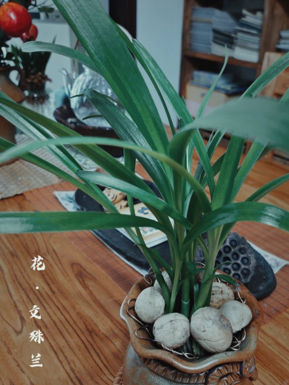 文殊兰 像个土豆一样的种子,竟然叫兰,长出来那么雅,观赏价值极高