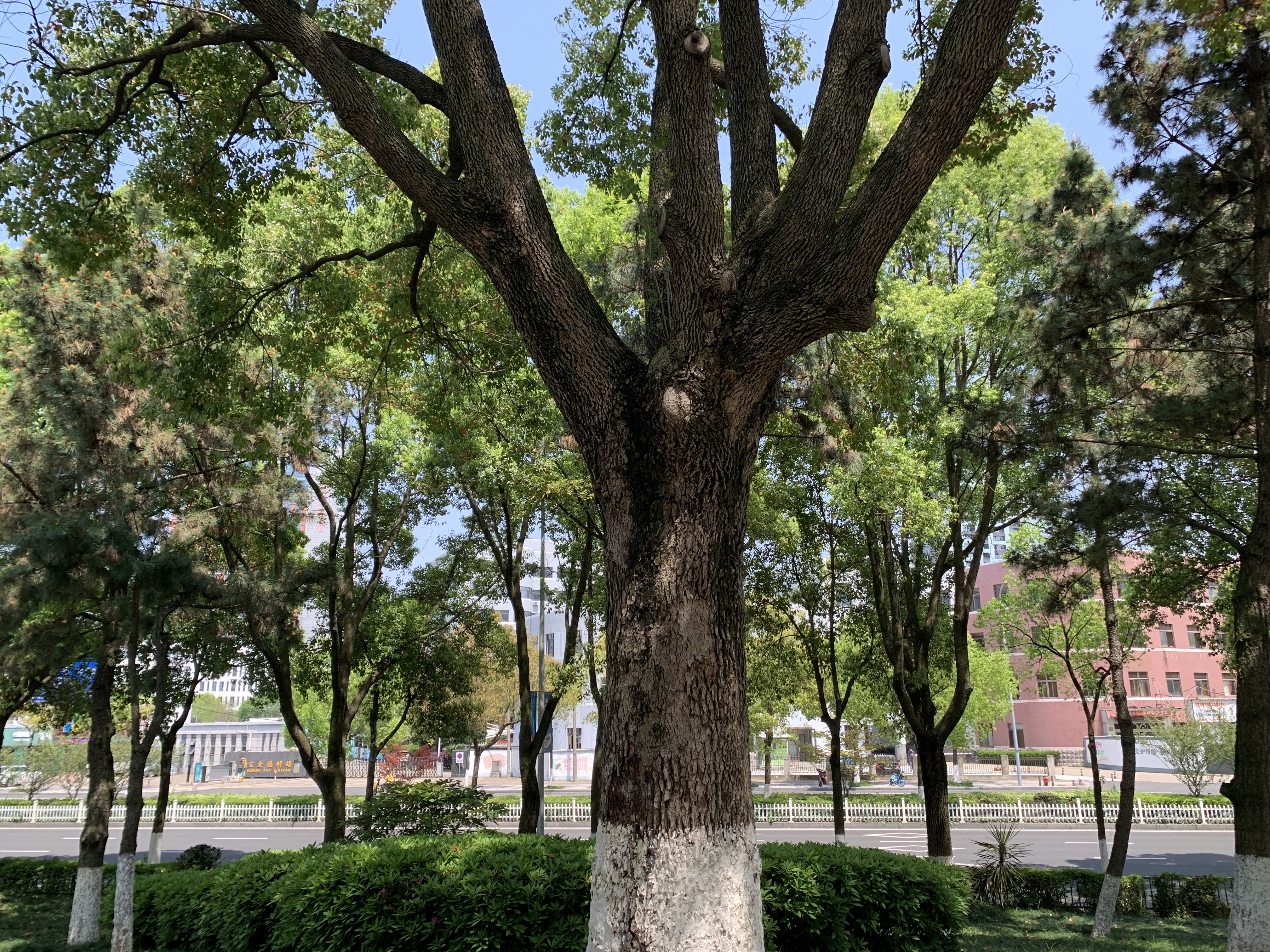 好大的香樟树啊