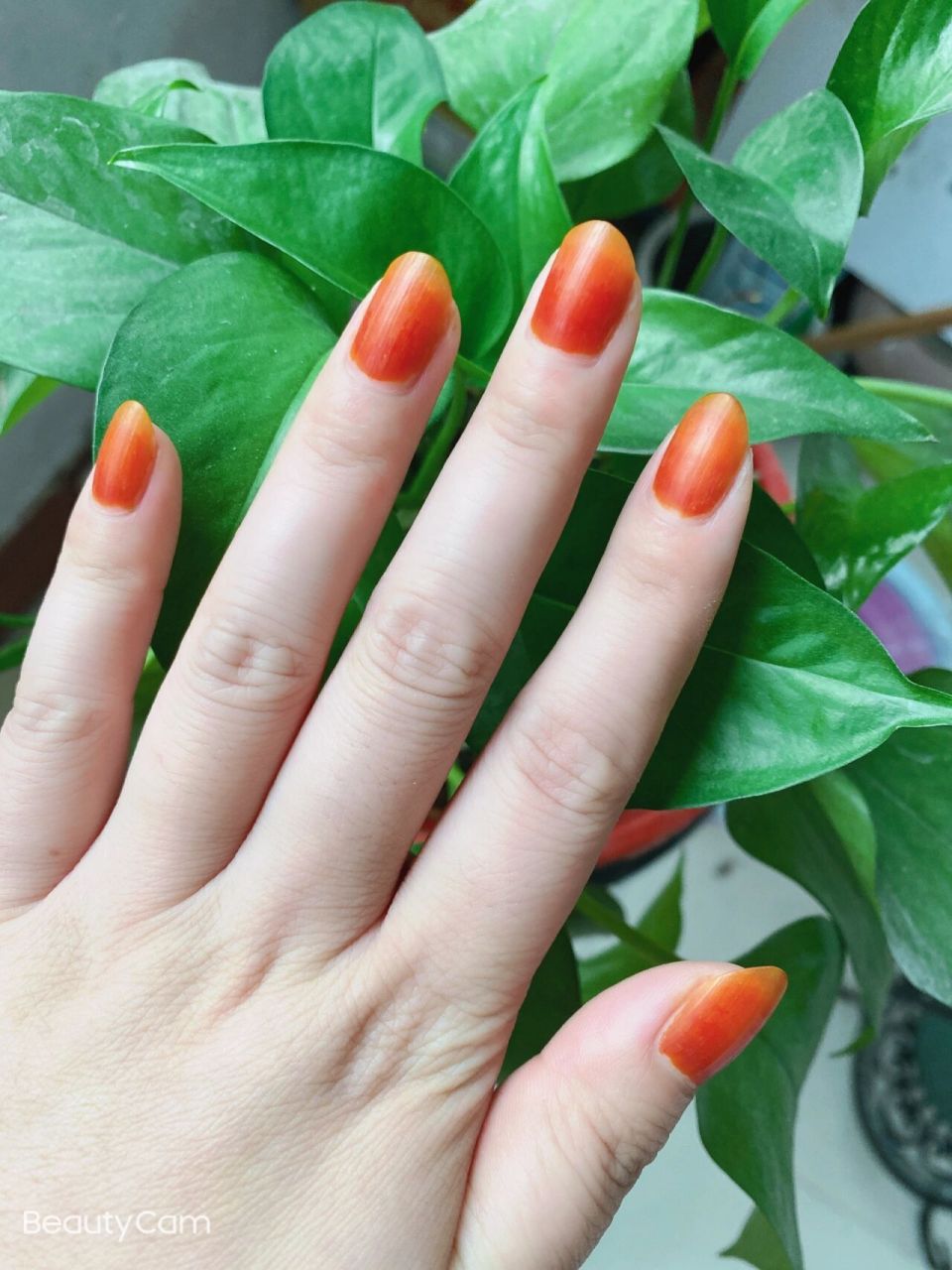 凤仙花粉染指甲两个小时 ,效果不错哦# 美甲